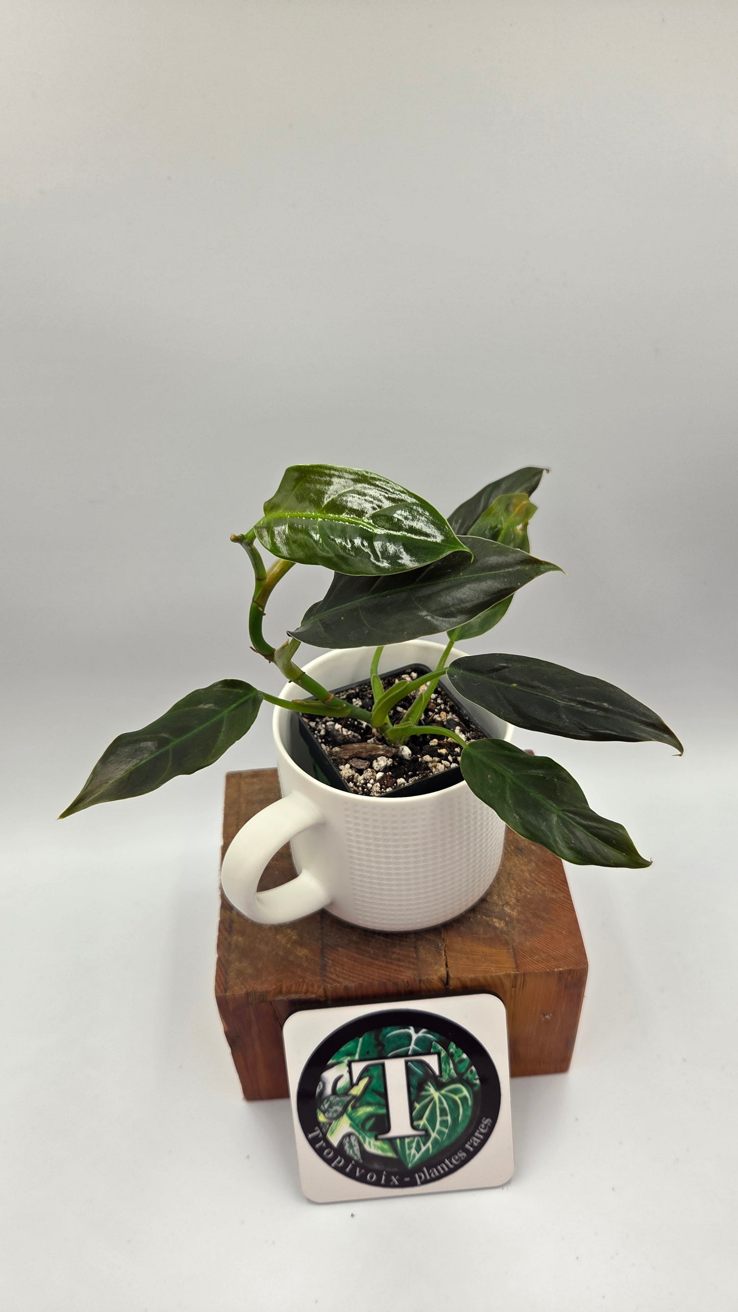 Philodendron Subhastatum Blood (PHI-1028)