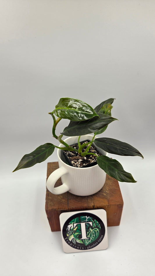 Philodendron Subhastatum Blood (PHI-1028)