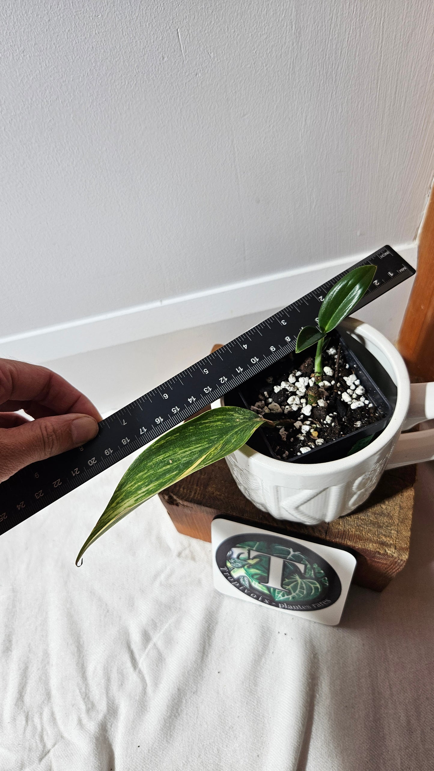 Scindapsus Rupestris Aurea REVERT (SCI-1308)