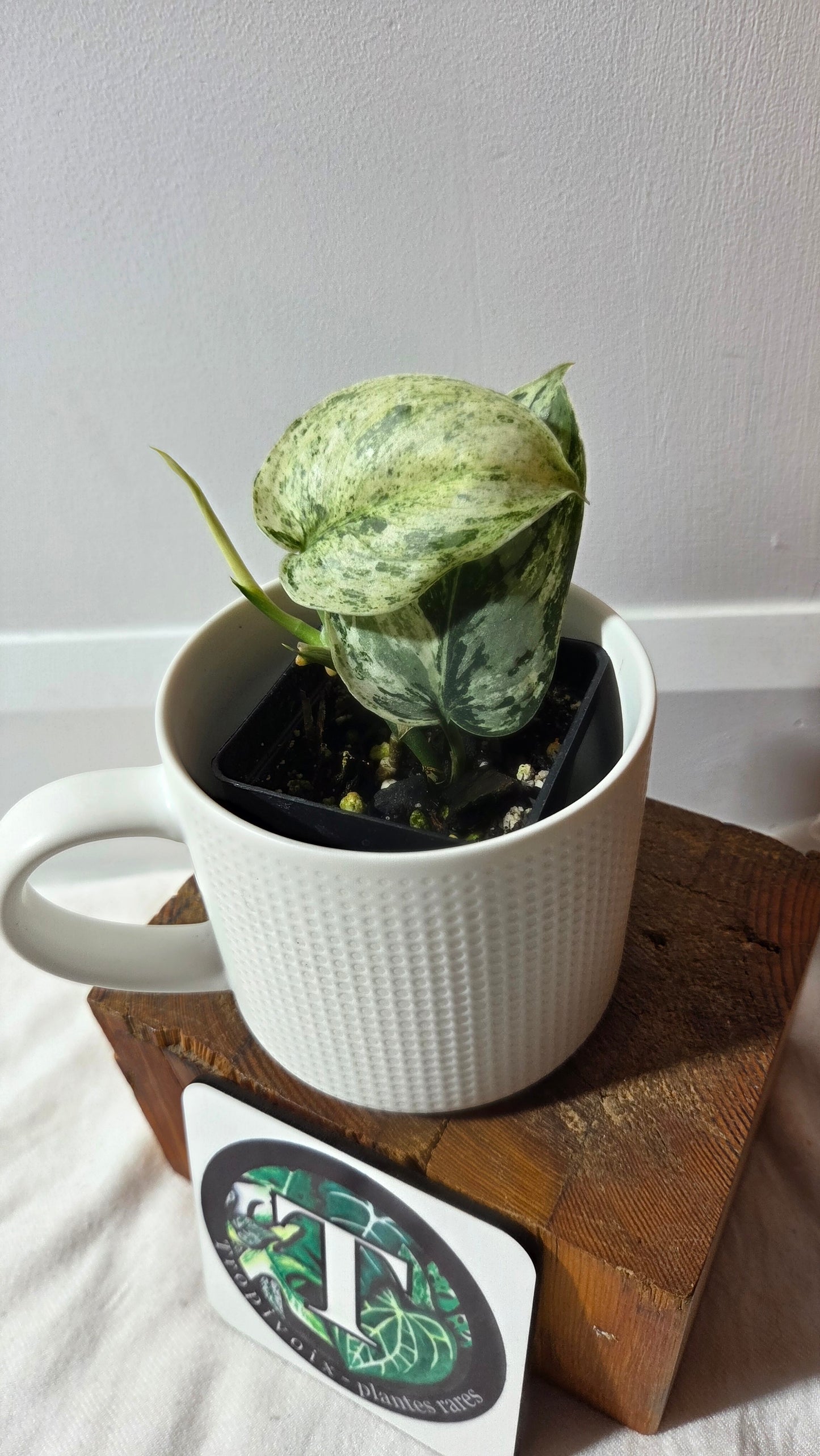 Scindapsus Peasun (SCI-1062)