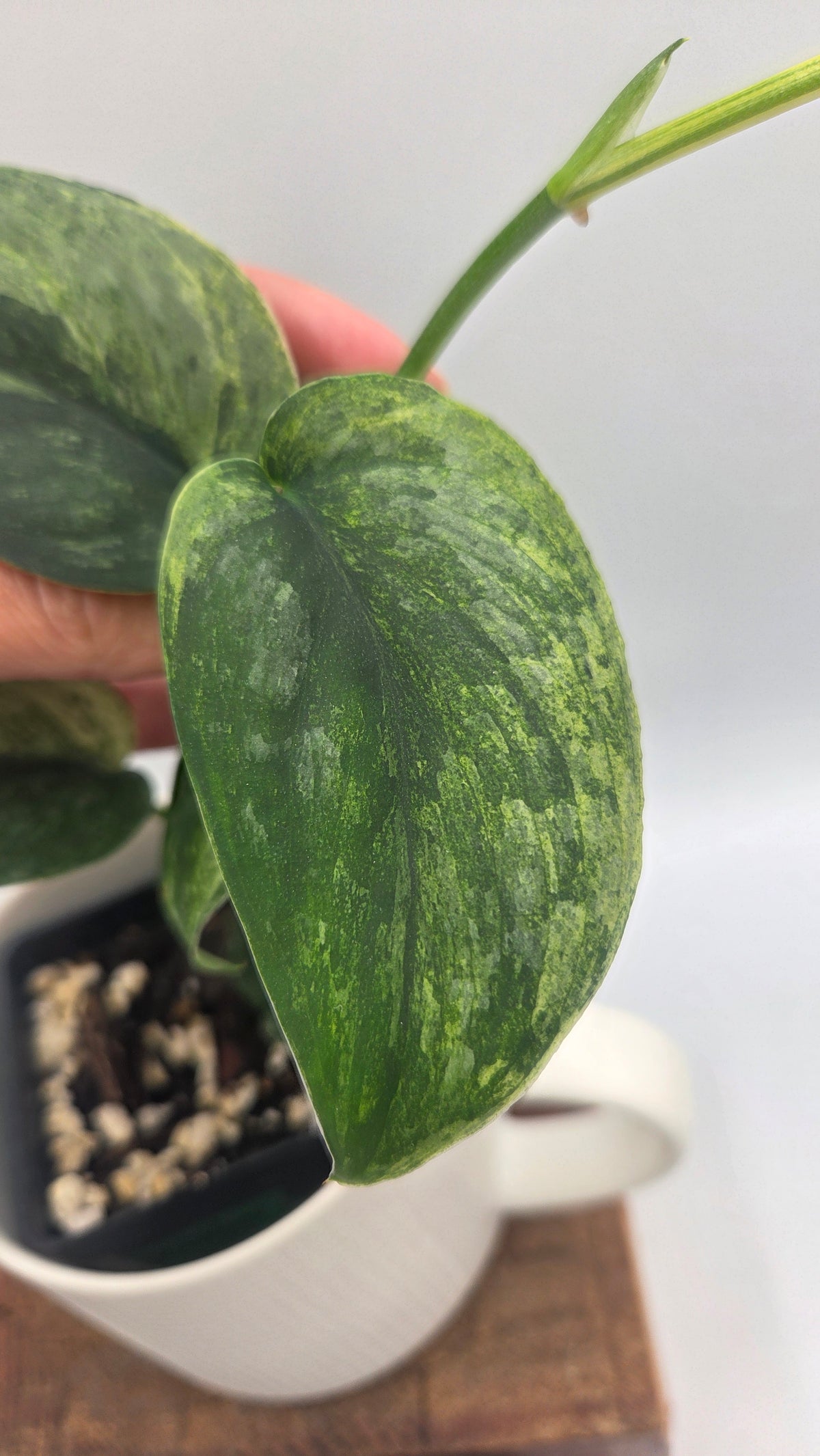Scindapsus Silver Splash Tricolore (SCI-1521)