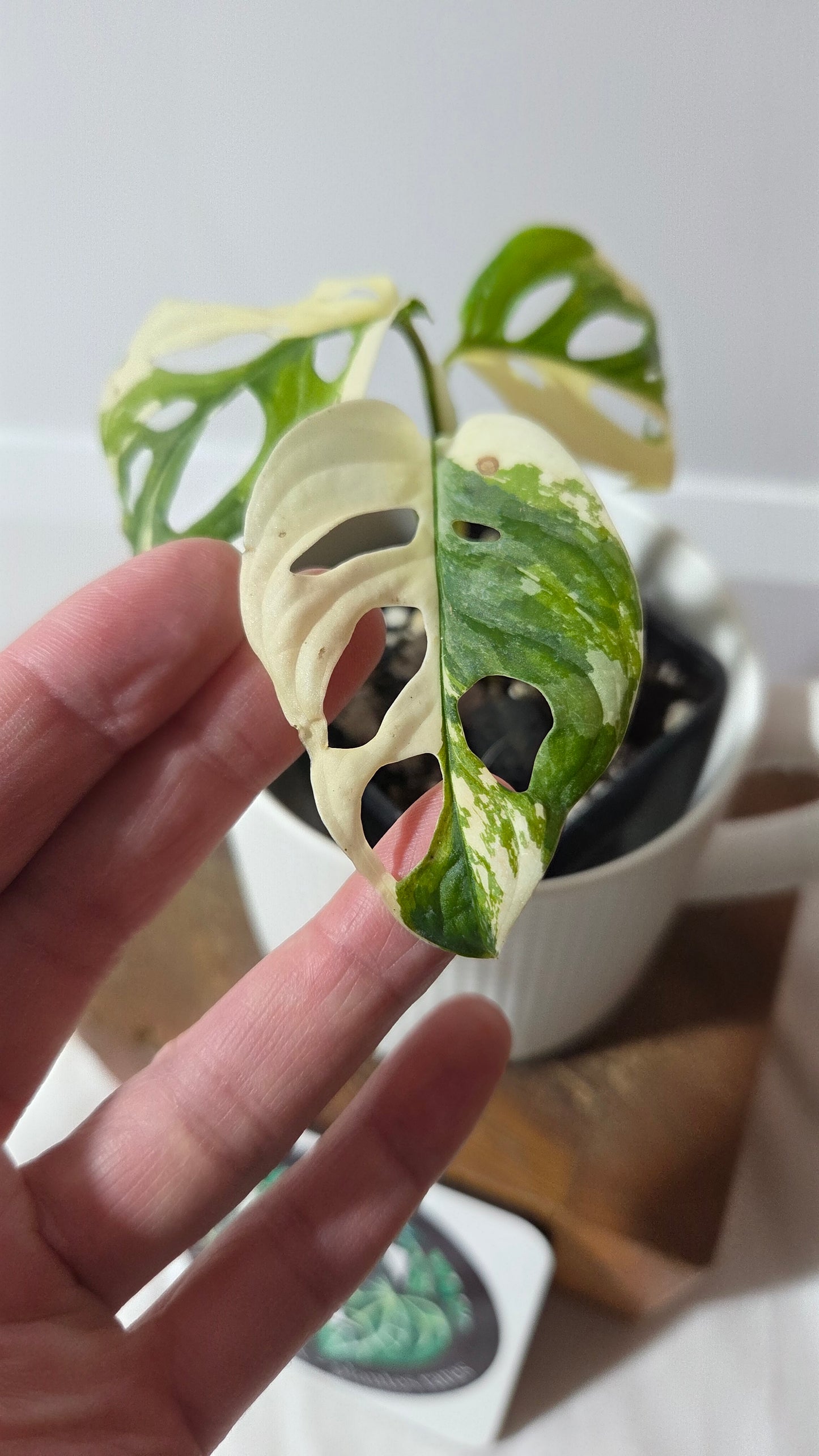 Monstera Andasonii Tricolore (MON-488)
