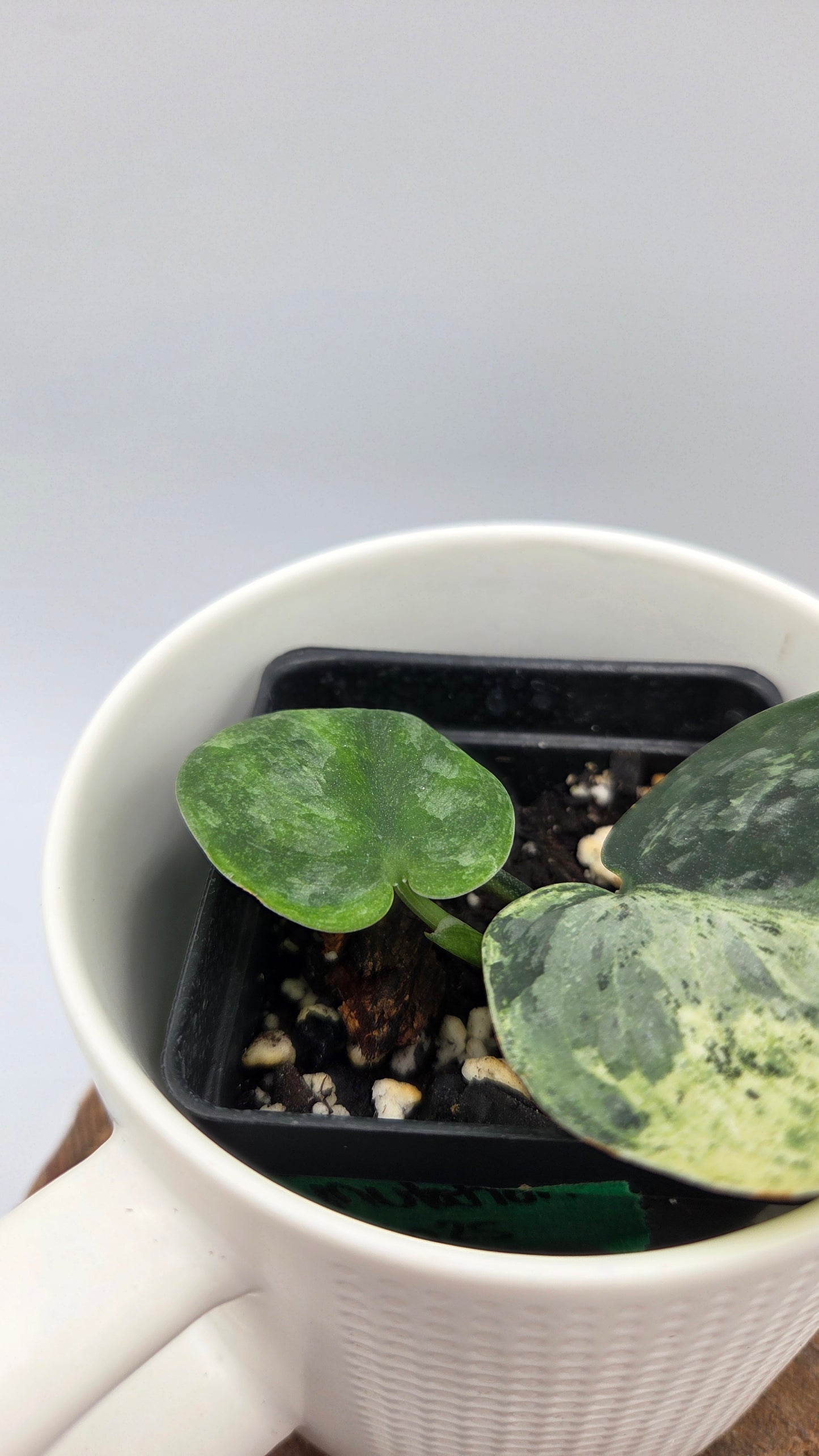 Scindapsus Silver Cloud mutation (SCI-1090)