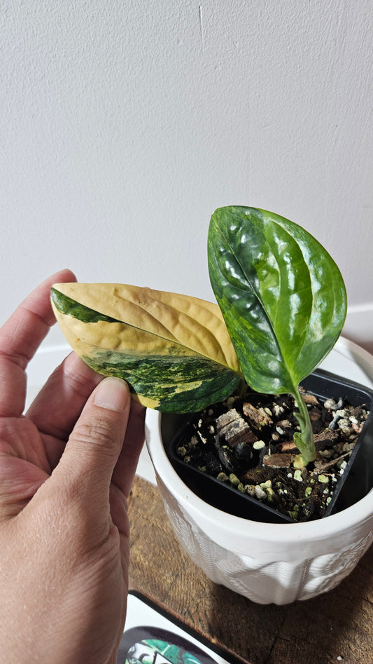 Monstera Karstenianum/Peru Variegata (MON-466)