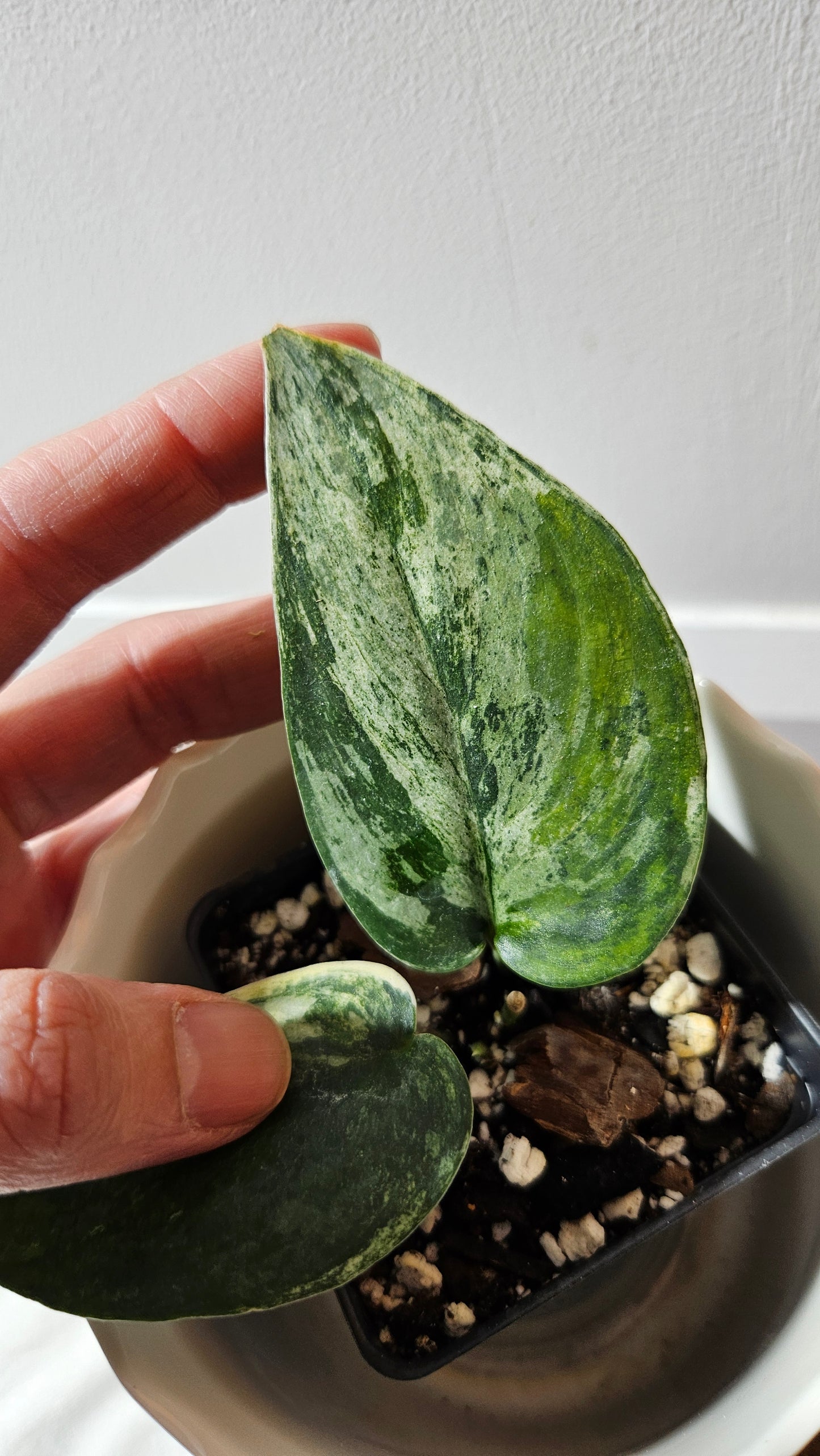 Scindapsus Silver Splash Dark Variegata (SCI-760)