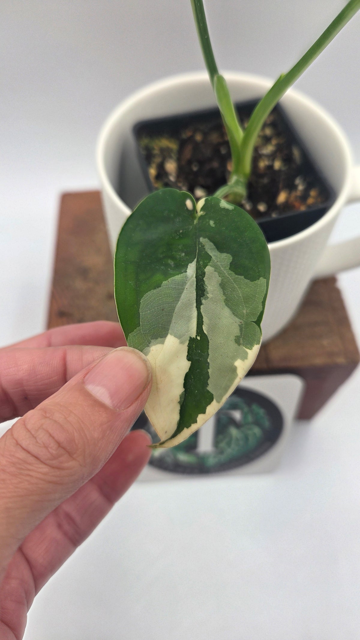 Syngonium Chiapense Albo (SYN-527)