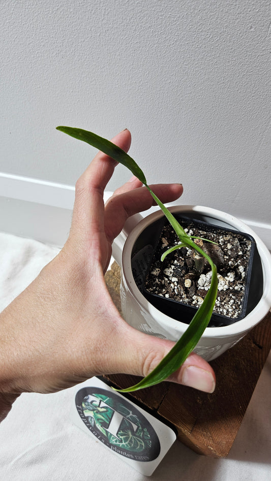 Philodendron Holtonianum Super Narrow (PHI-529)