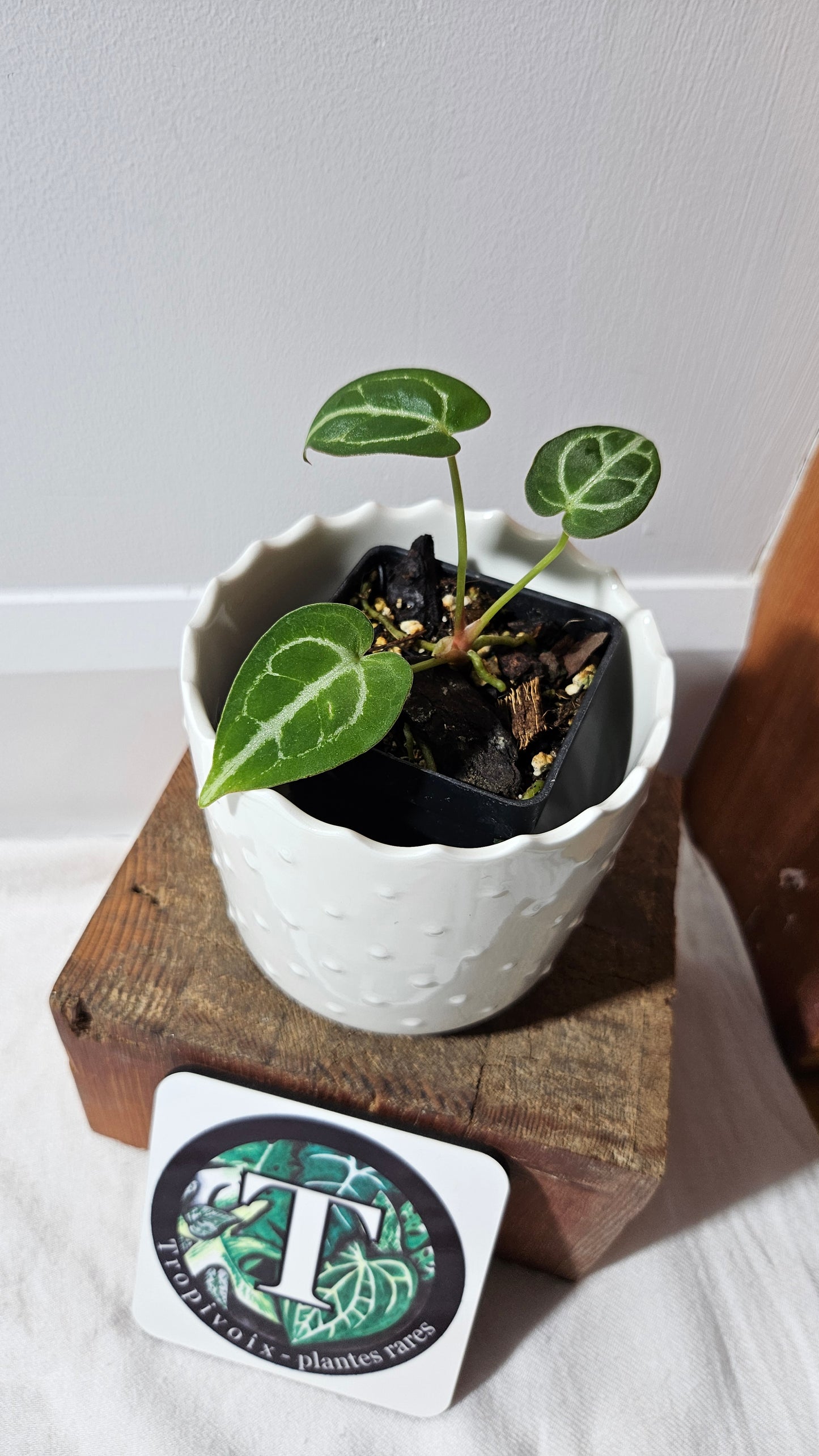 Anthurium Crystallinum Hybrid "SEEDLING format" (ANT-150)
