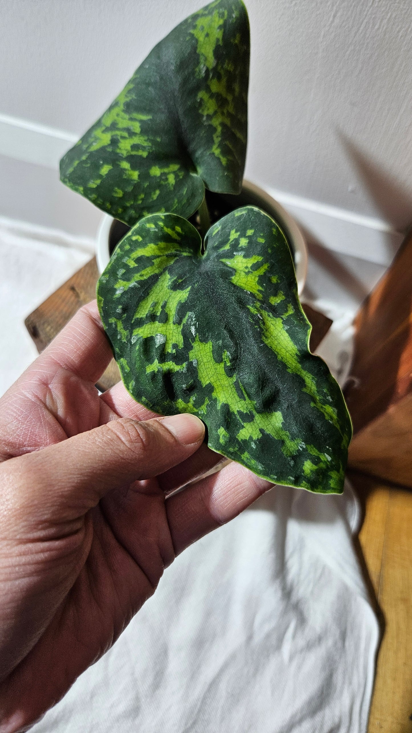 Scindapsus Macan (SCI-1111)