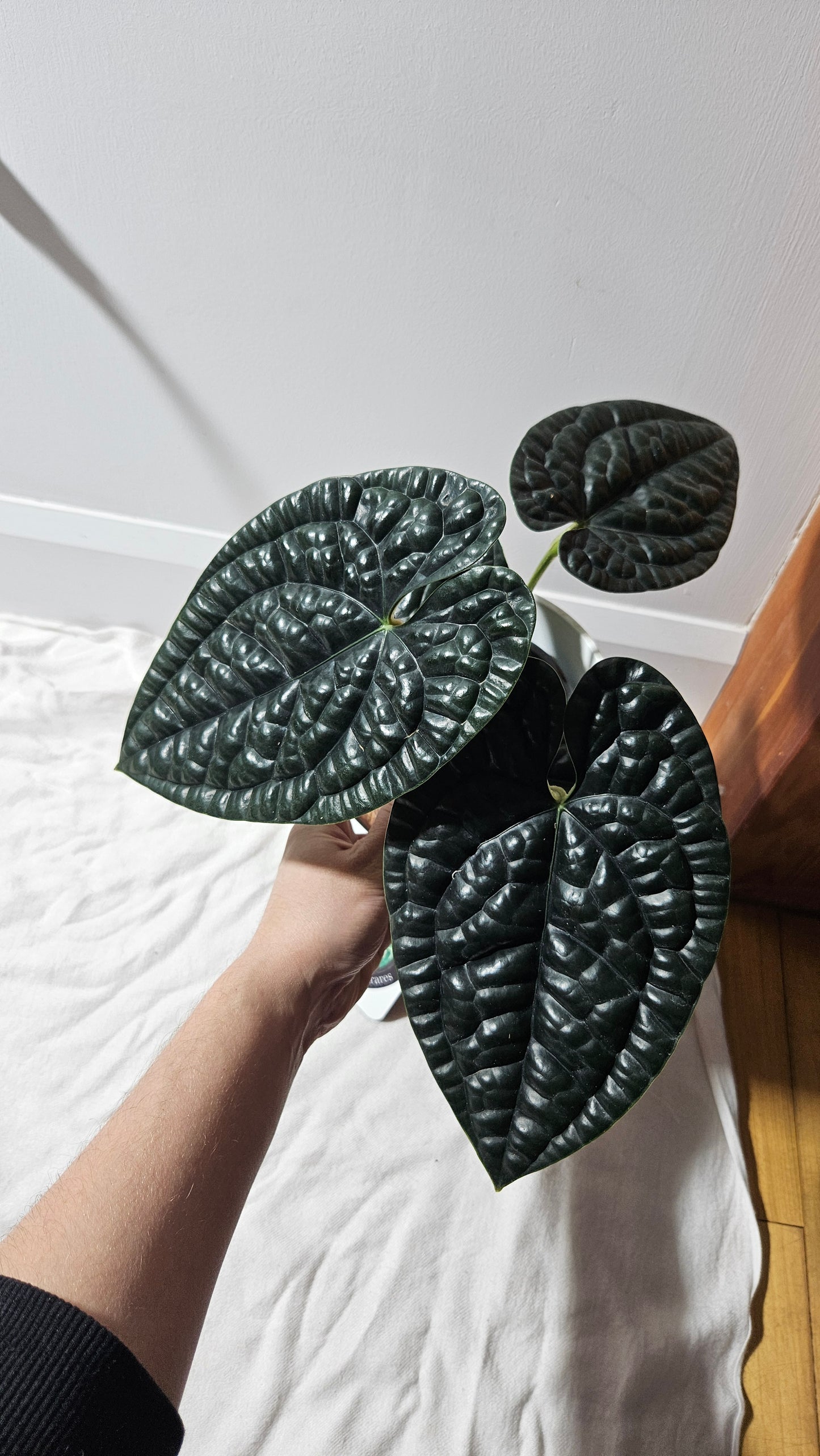 Anthurium Luxurians Chocolate "format LARGE" (ANT-277)