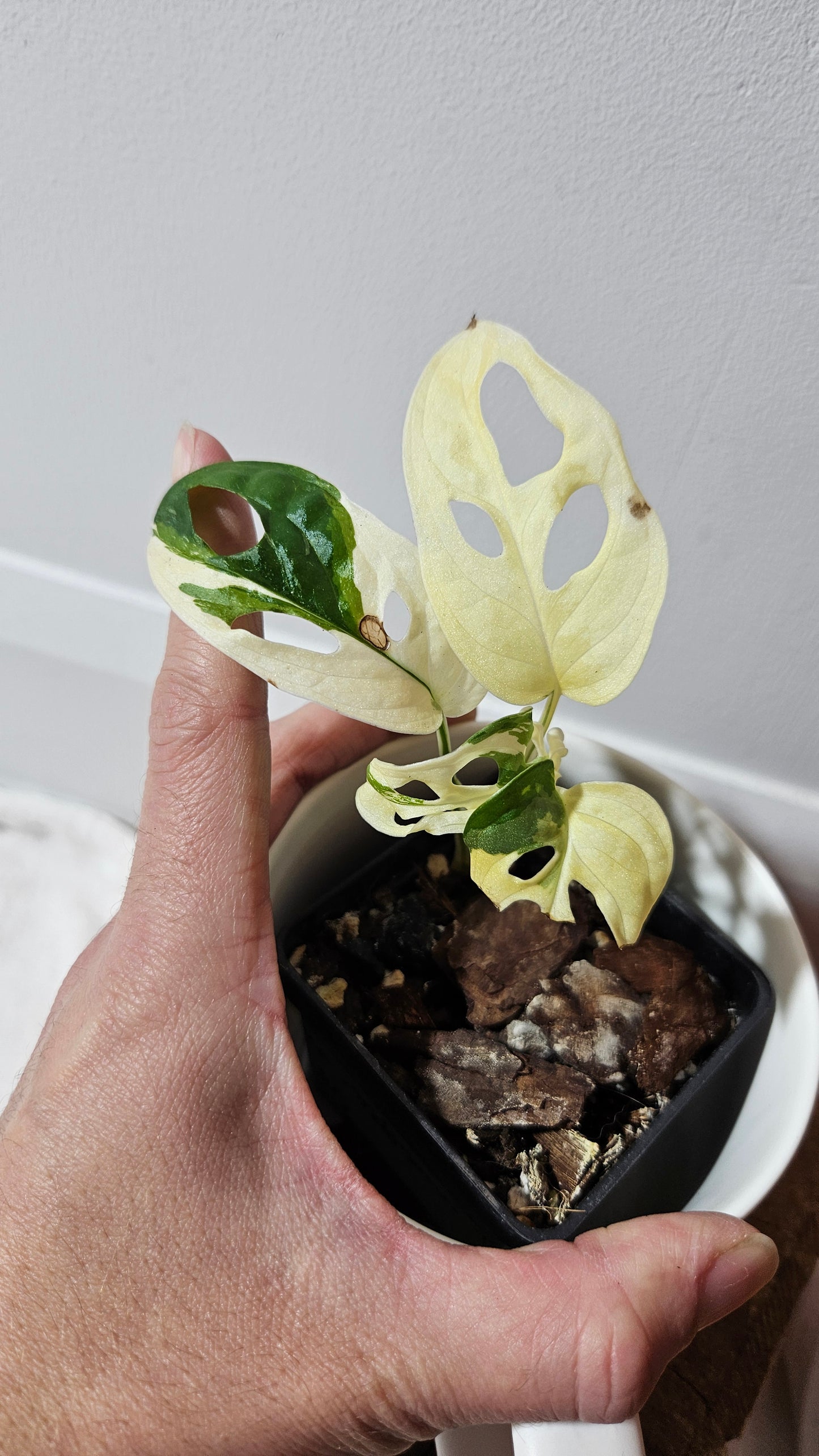 Monstera Andasonii Tricolore (MON-334)