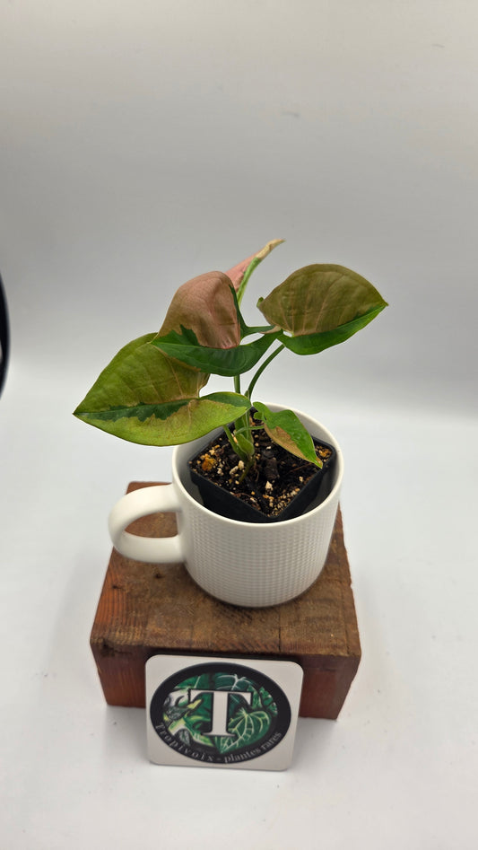 Syngonium Pink Lava (SYN-521)