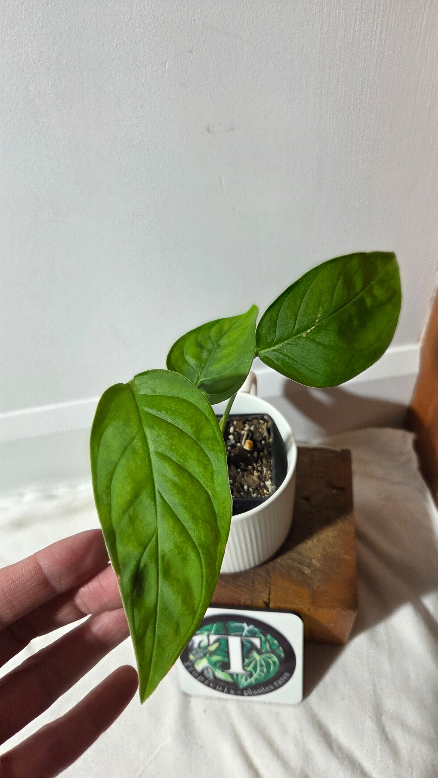 Monstera Obliqua Aff LaUnion (MON-517)