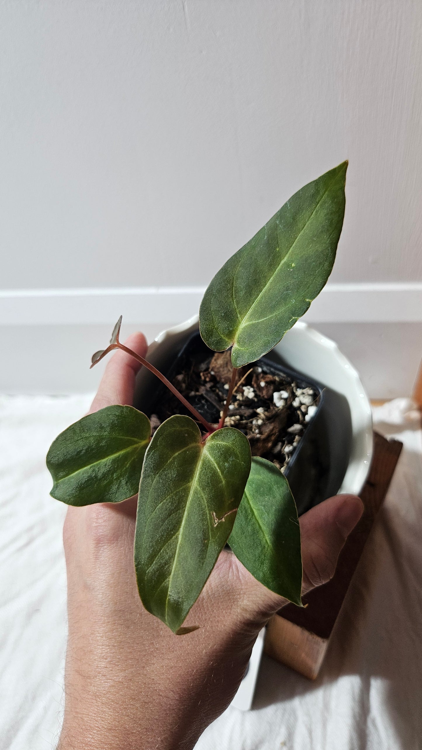 Anthurium Papillilaminum Red Stem  "format PETIT" (ANT-592)