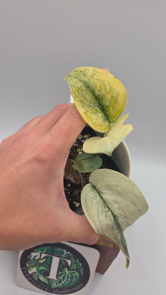 Scindapsus Silver Tattoo Variegata (SCI-1534)