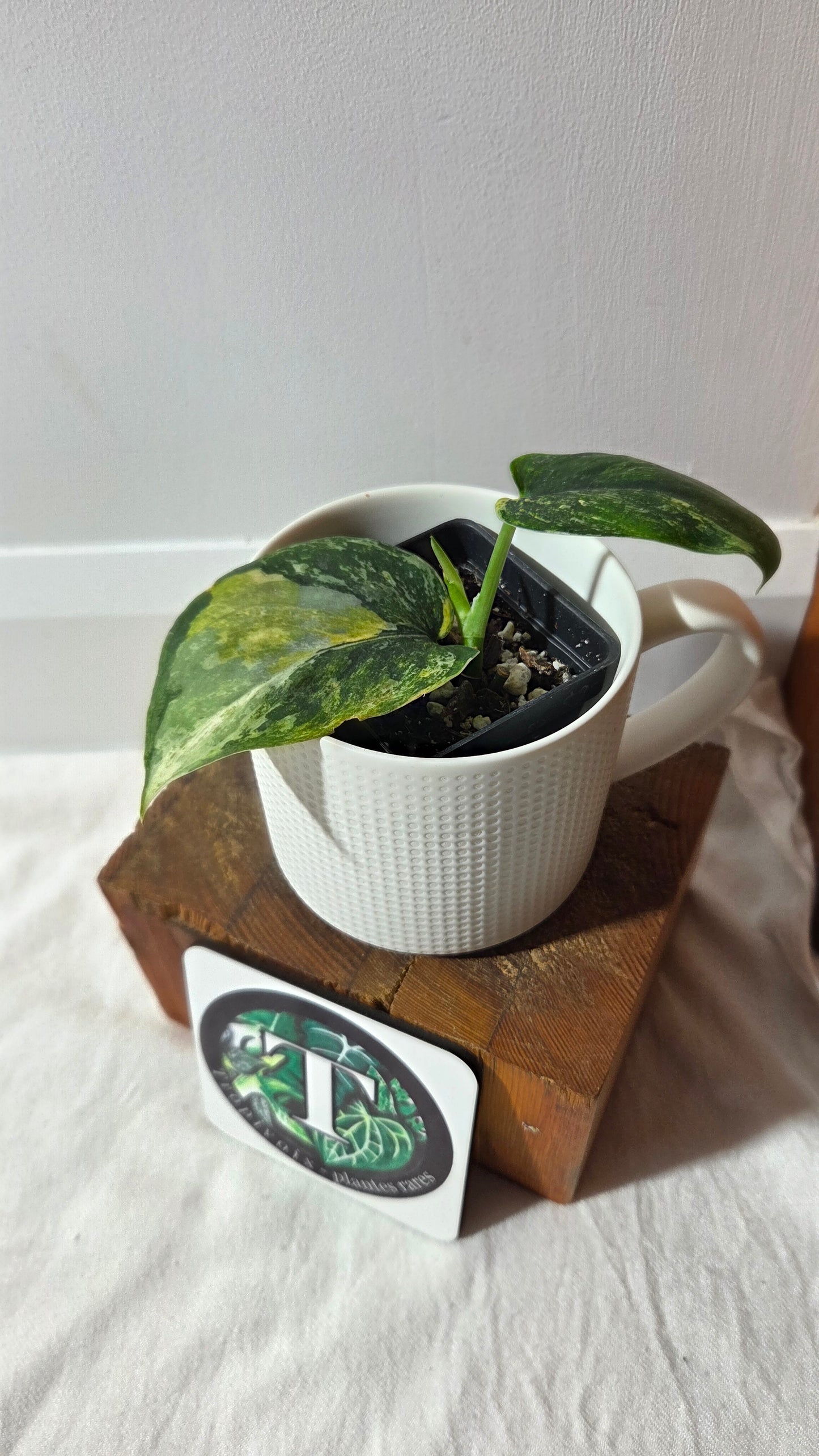 Scindapsus Dark satin Tricolore (SCI-1394)
