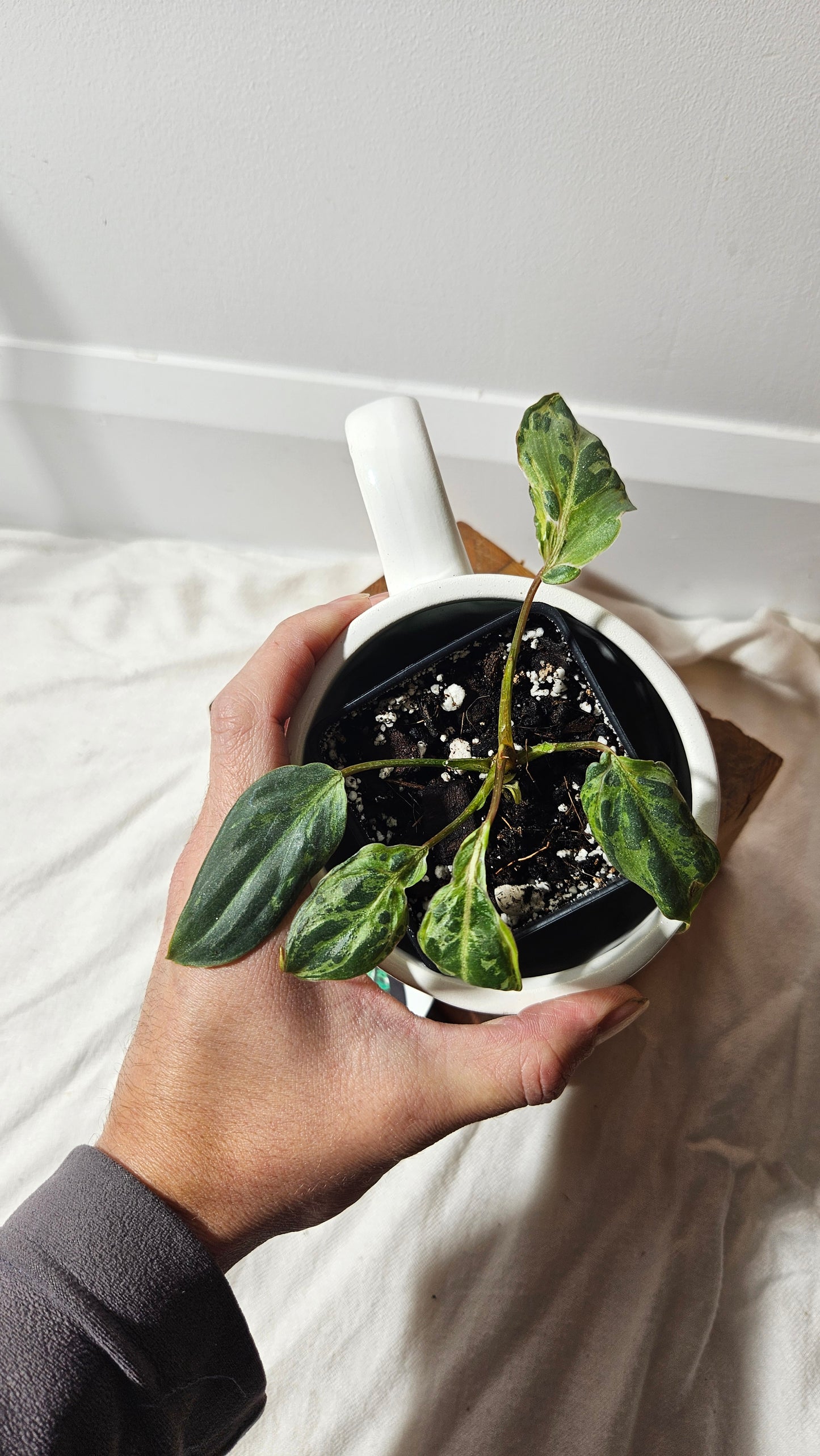 Philodendron Gloriosum "Snow leopard" (PHI-610)