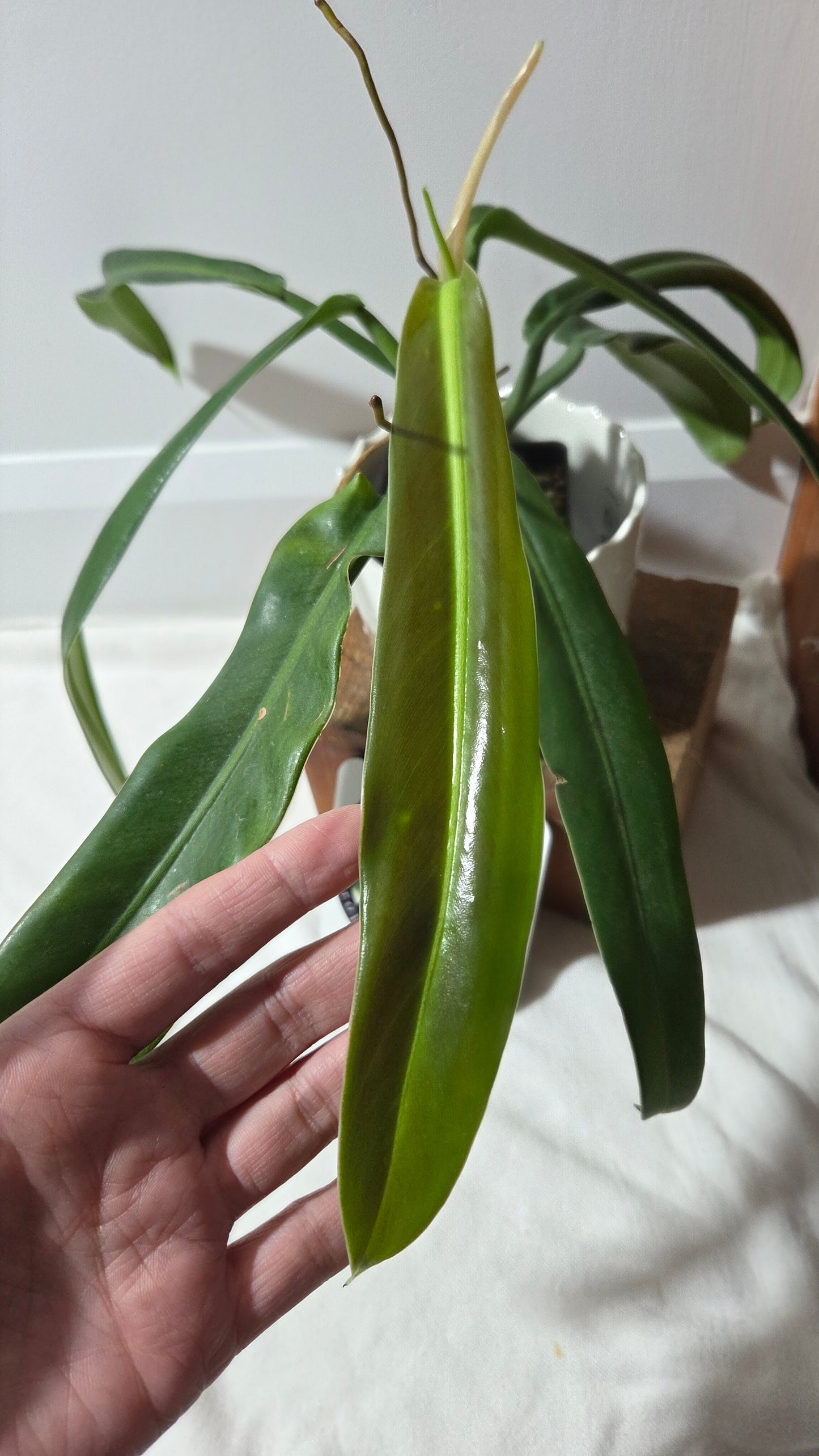 Philodendron BurleMarx Narrow (PHI-962)