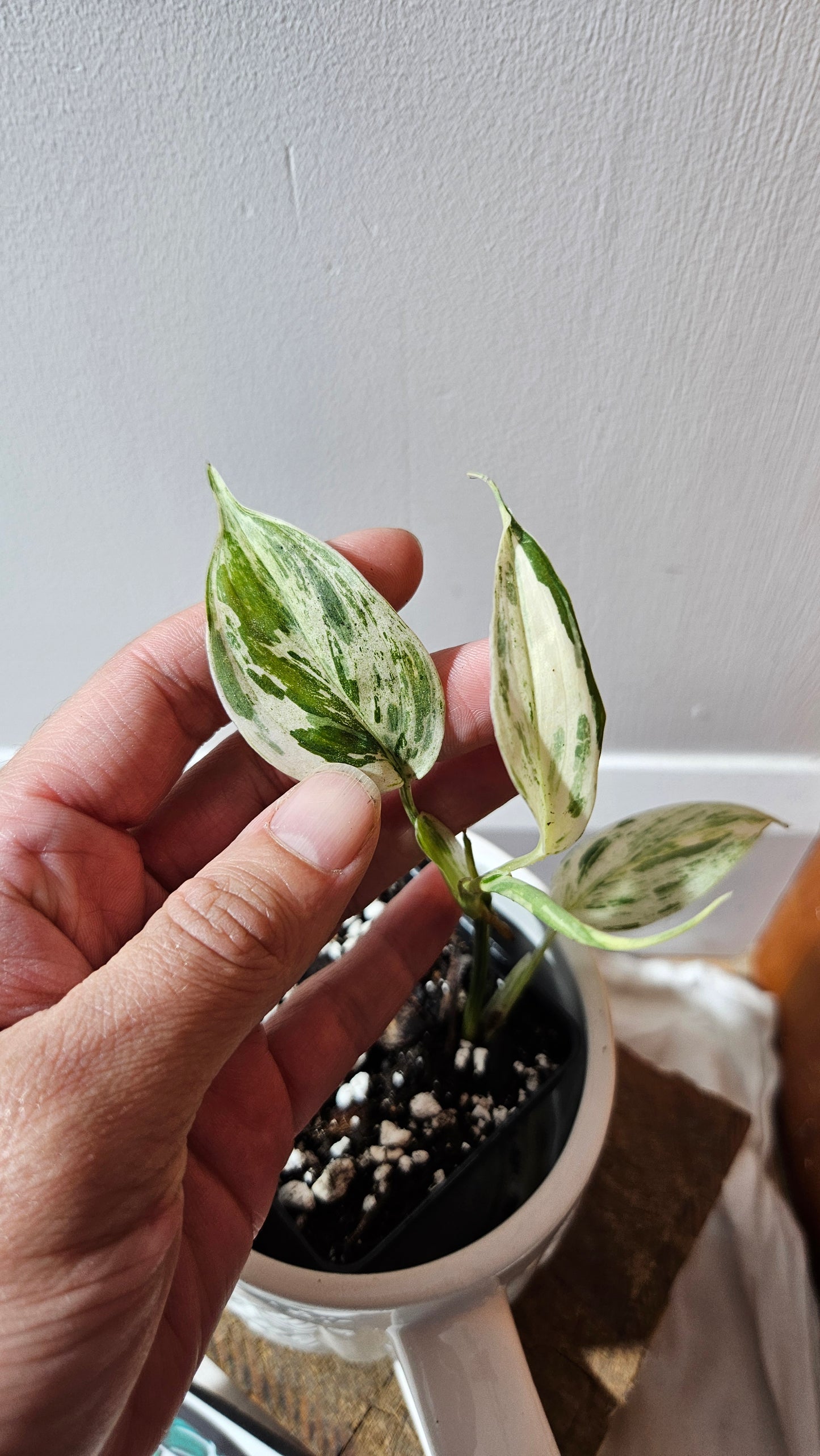 Scindapsus Blue Salaka (SCI-1160)