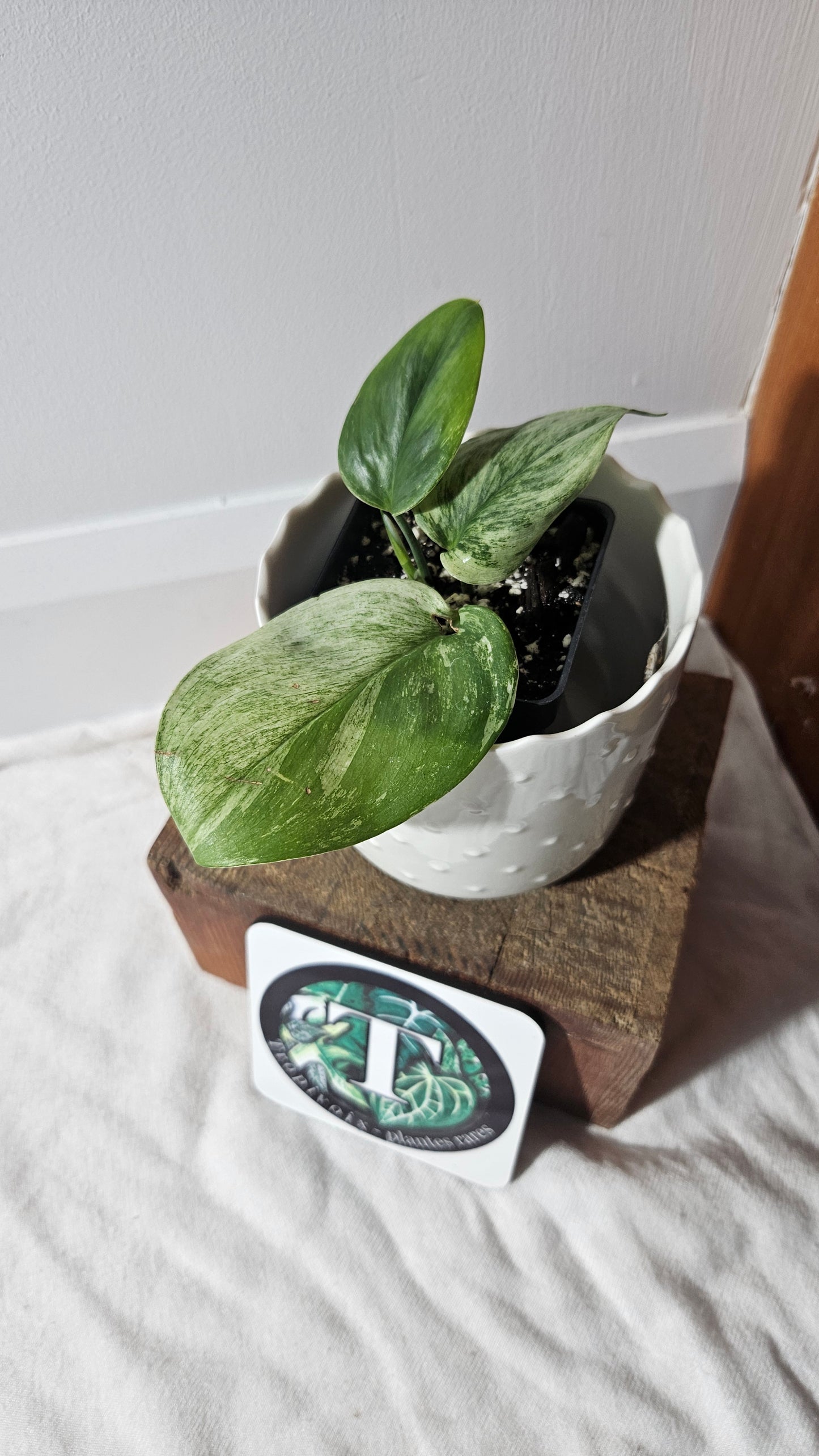 Scindapsus Treubii Moonlight White Marble (SCI-905)