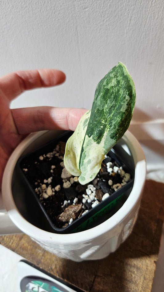 Scindapsus Black Dragon white (SCI-1073)