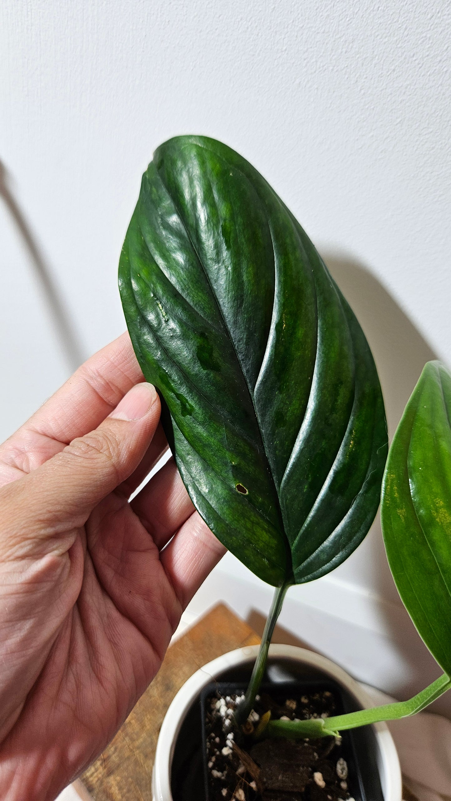 Monstera Obliqua Aff Black Stripes  (MON-236)