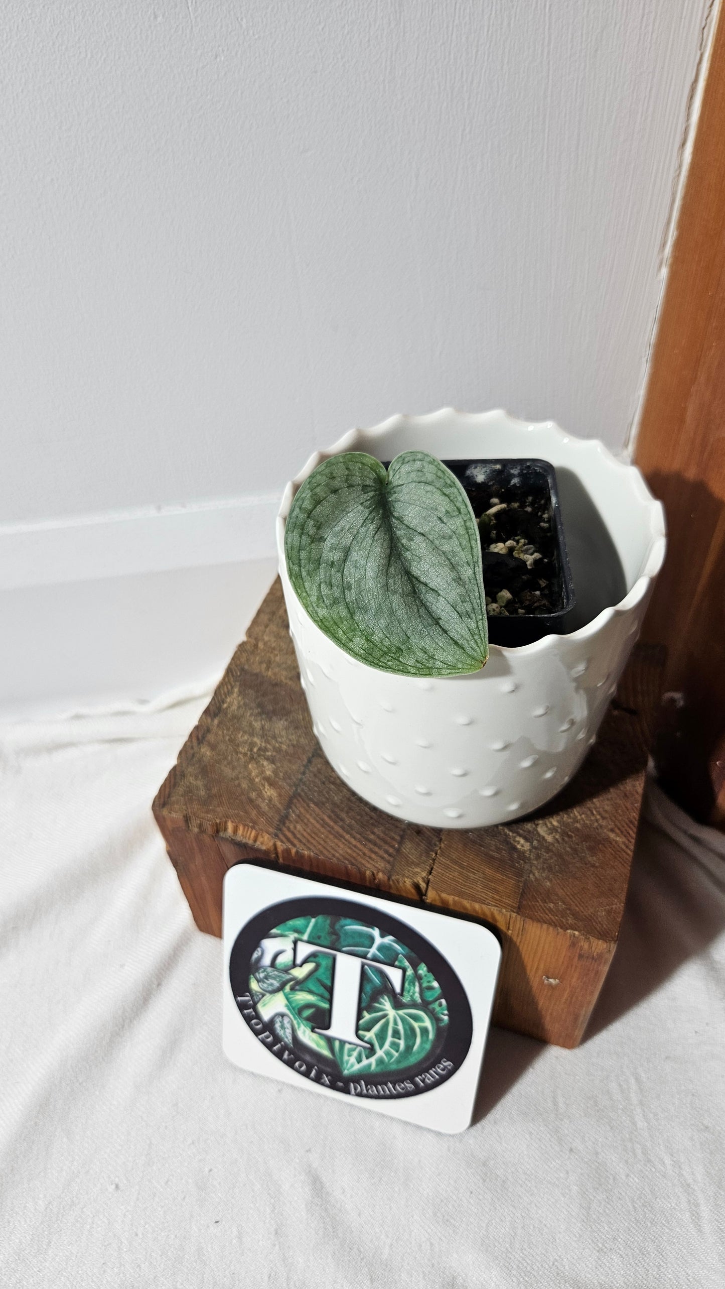 Scindapsus Silver Splash (SCI-1033)