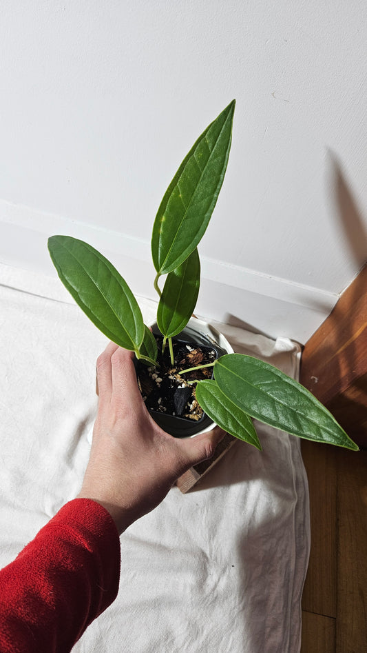 Anthurium Macphersonii "format MOYEN" (ANT-407)