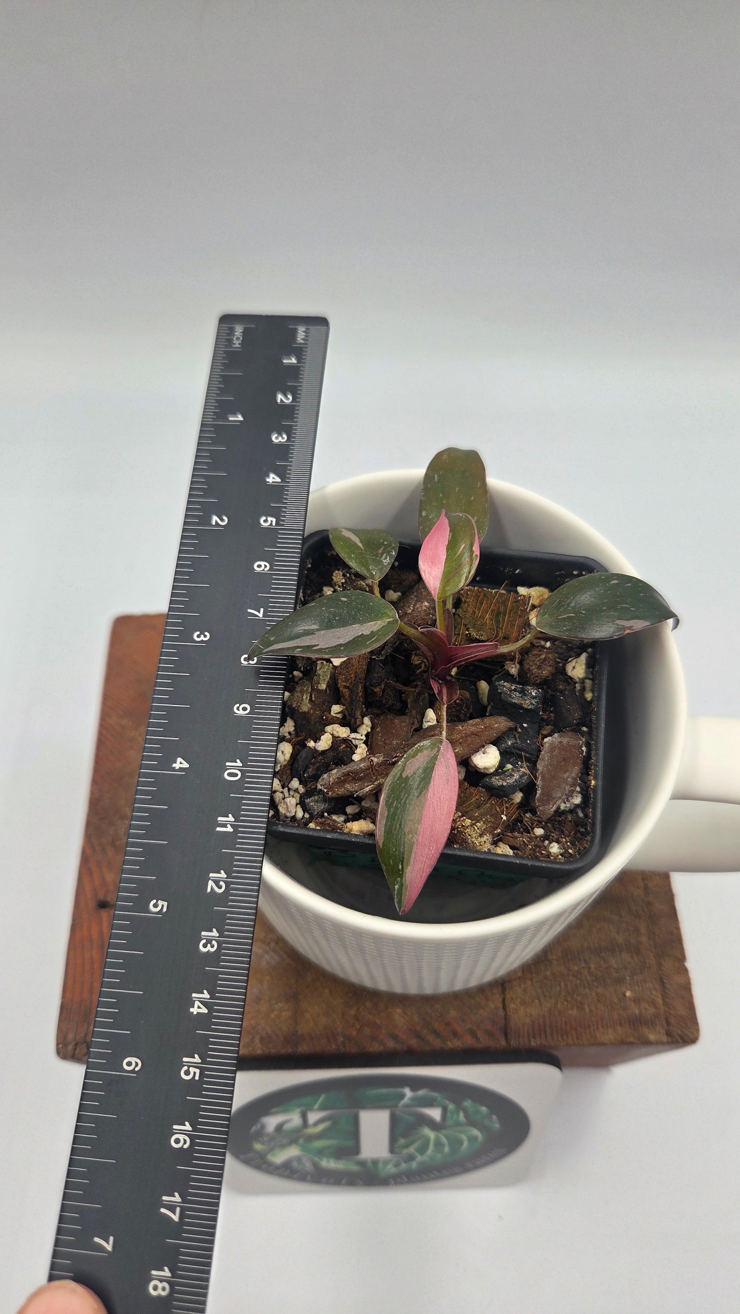 Philodendron Black Cherry (PHI-1056)