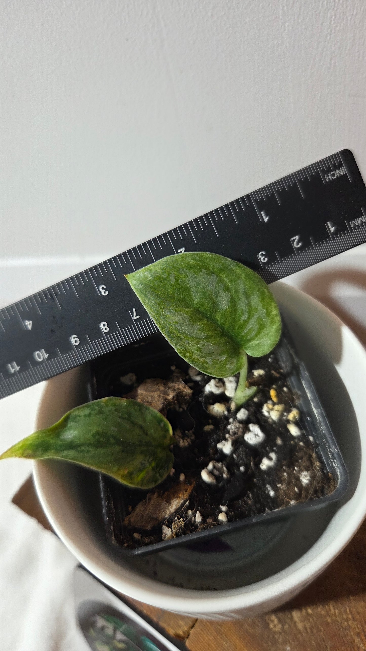 Scindapsus Blue Sky (SCI-1382)