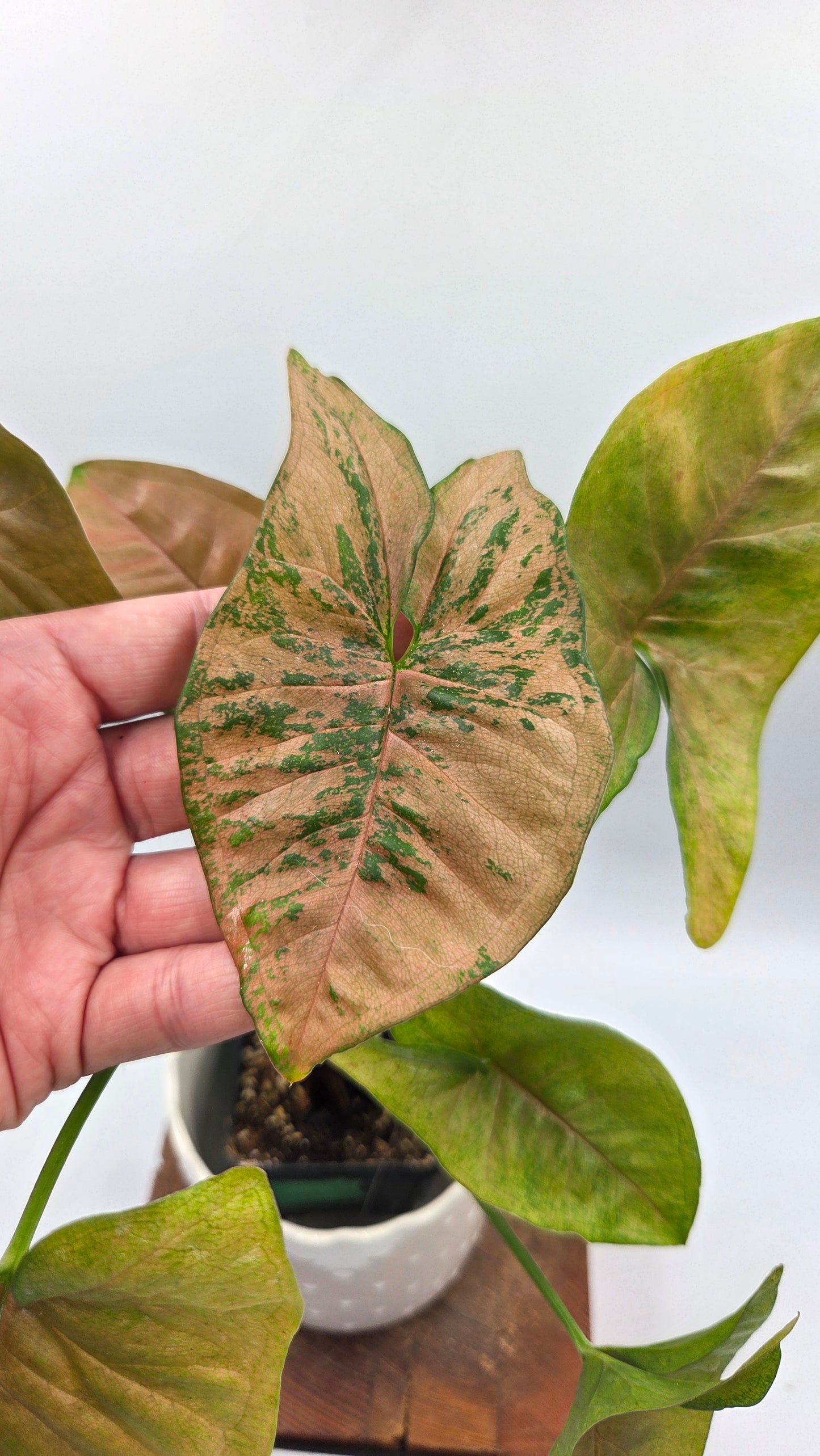 Syngonium Pink Flecked (SYN-508)