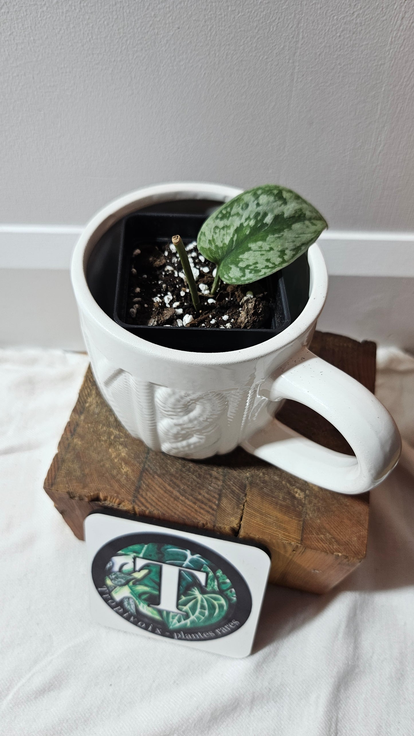 Scindapsus Geulis (SCI-1216)