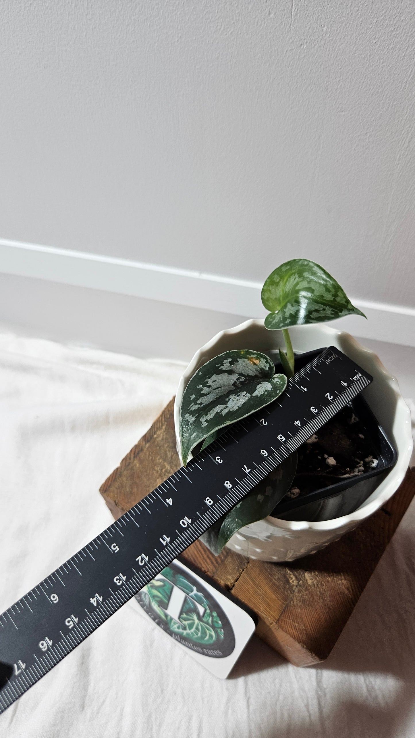 Scindapsus Black Exotica (SCI-1330)