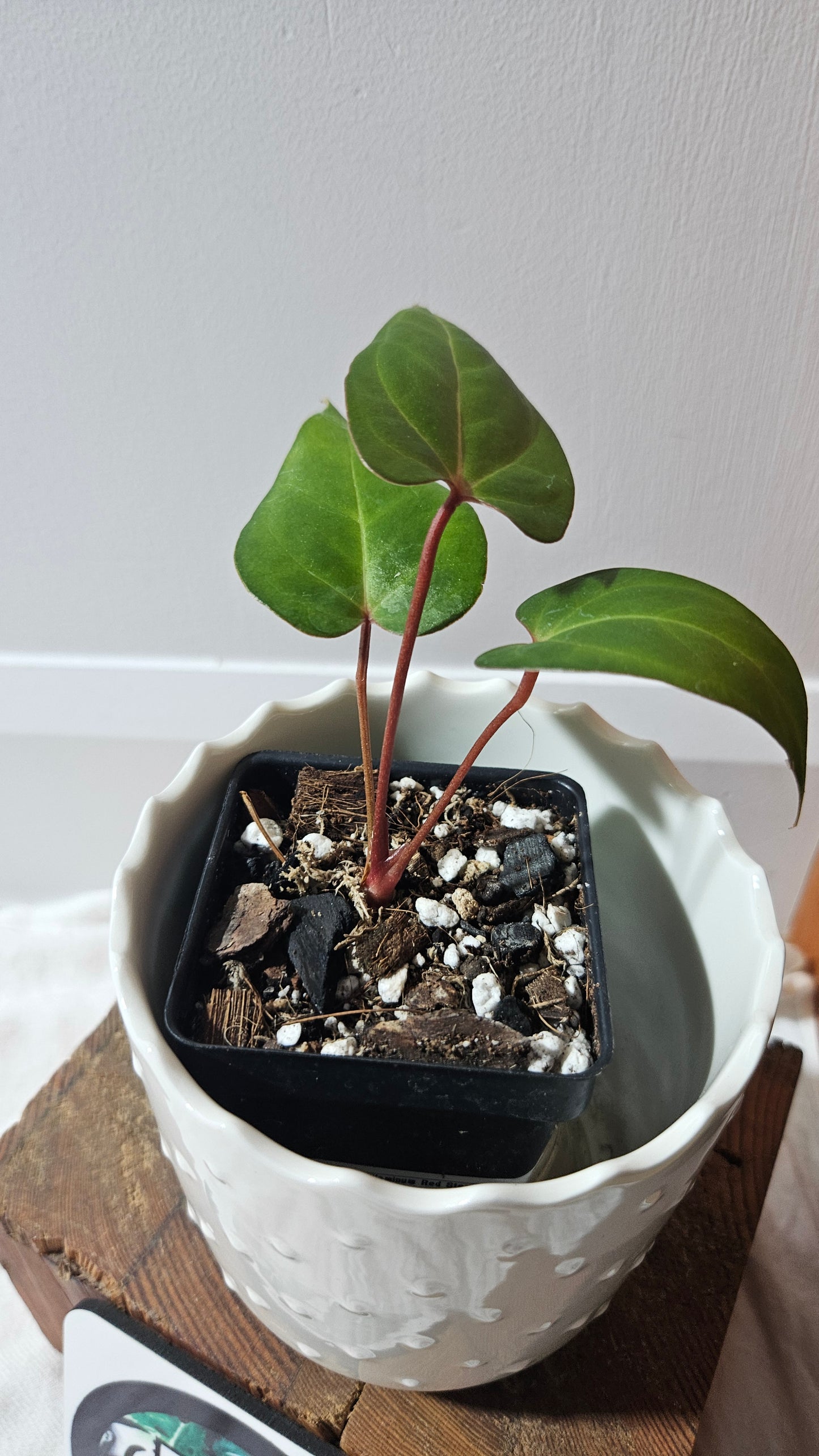 Anthurium Papillilaminum Red Stem  "format PETIT" (ANT-593)