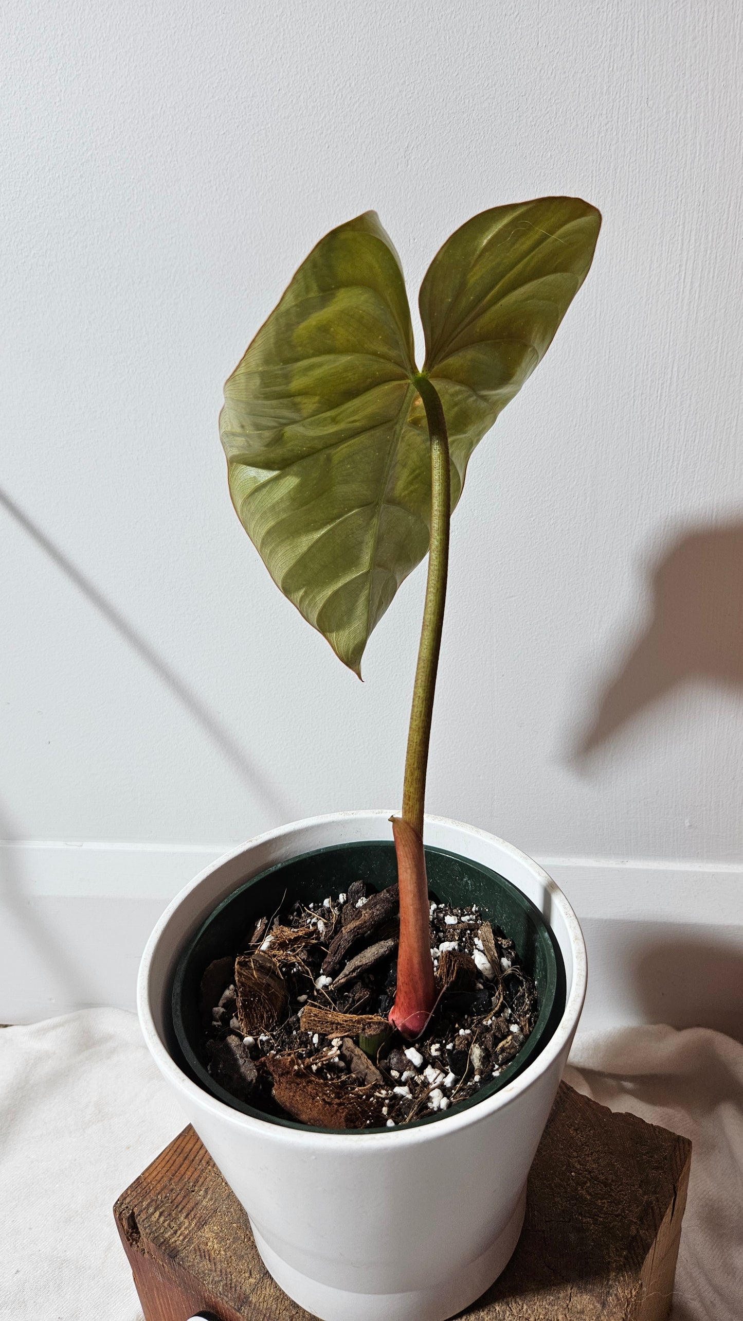 Philodendron Aff Colombia (PHI-585)