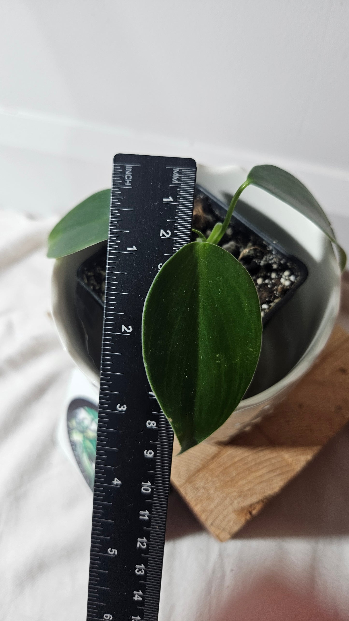 Philodendron Microstictum (PHI-658)