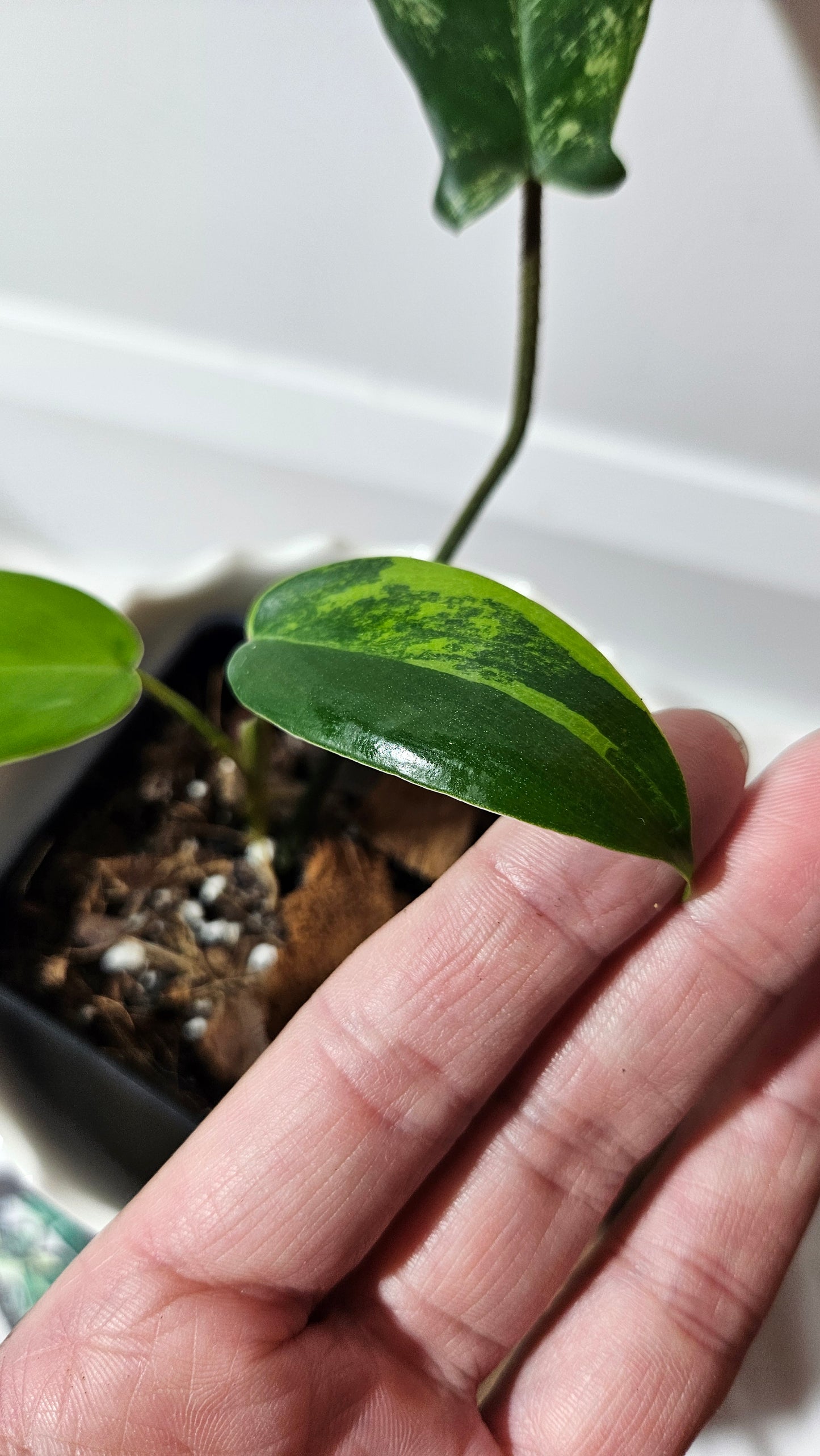 Philodendron Florida Beauty (PHI-534)