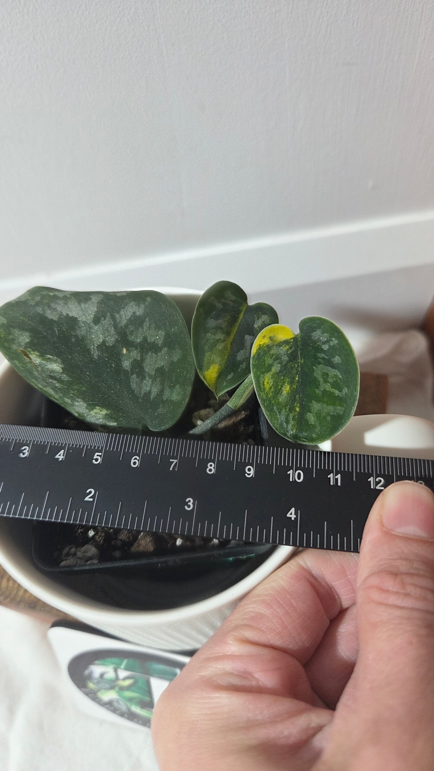 Scindapsus Green Diamond (SCI-1263)