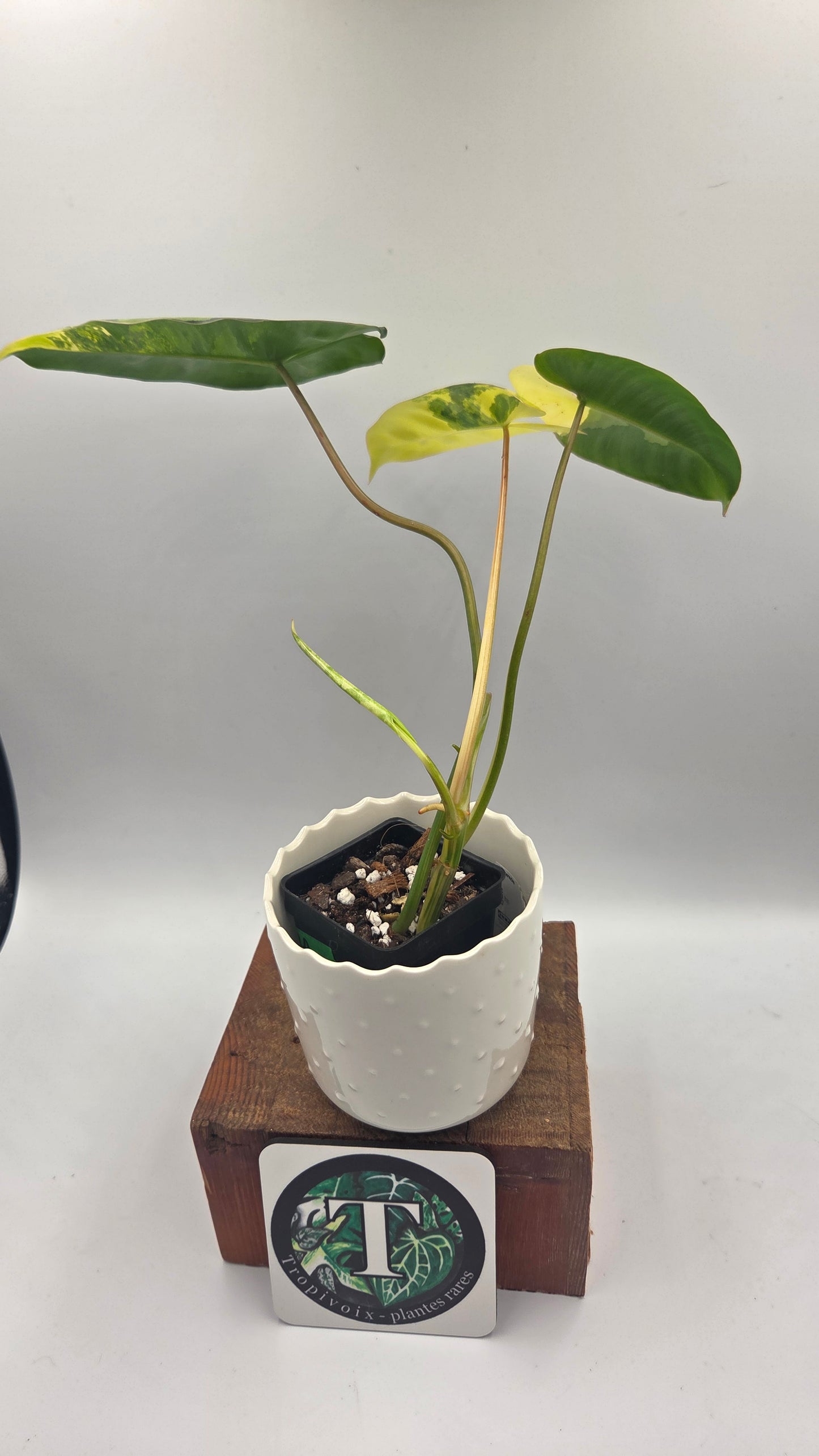 Philodendron Burlemarx Variegata (PHI-1063)