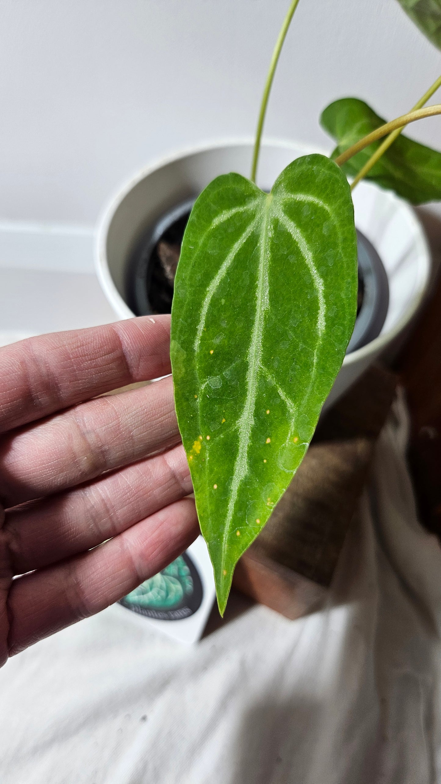 Anthurium Magnificum (équateur) "format MOYEN"(ANT-235)