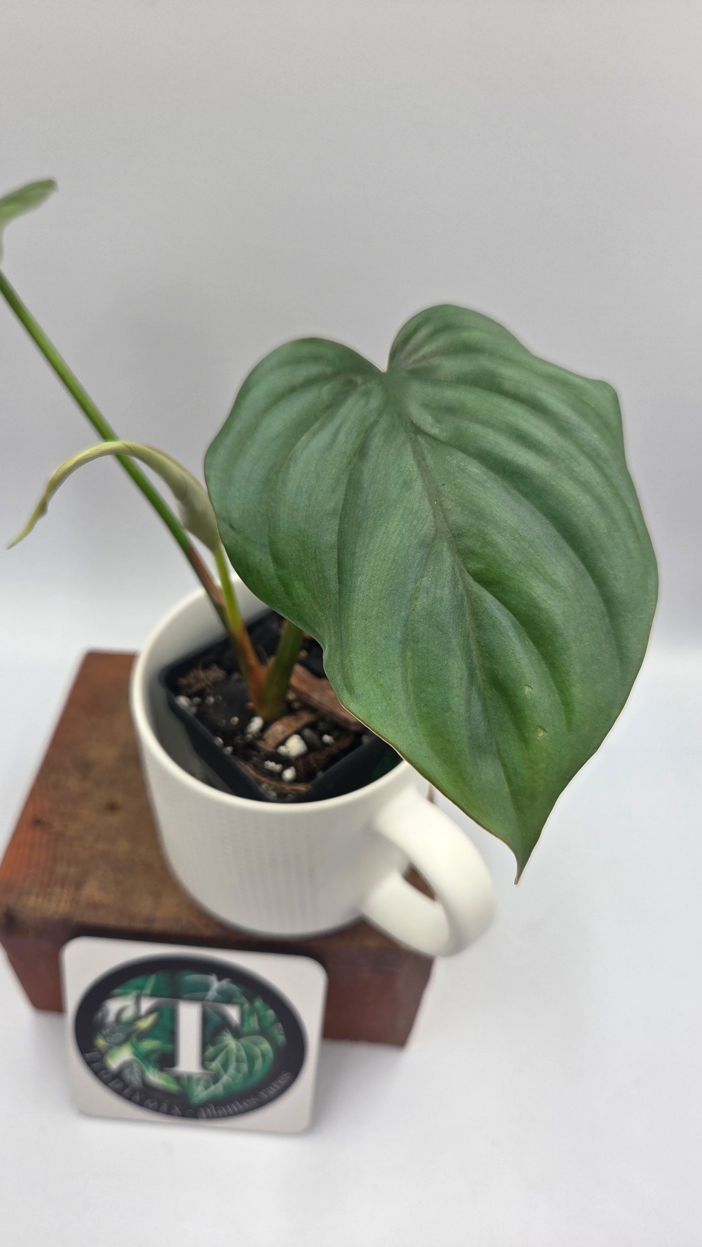 Philodendron Aff Colombia Platinum (PHI-1071)