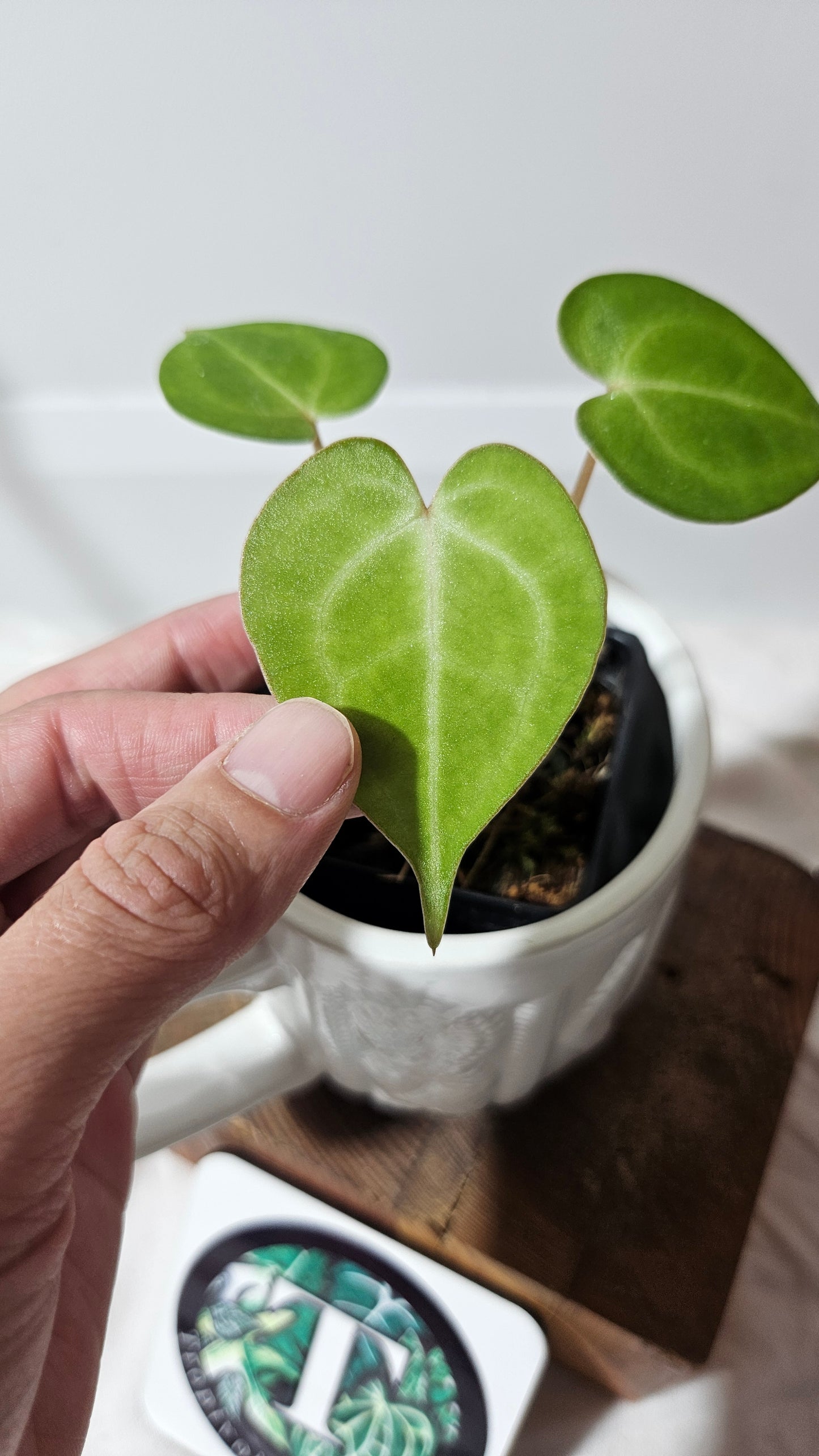 Anthurium  Clarinervium Tarentula "format SEEDLING" (ANT-179)