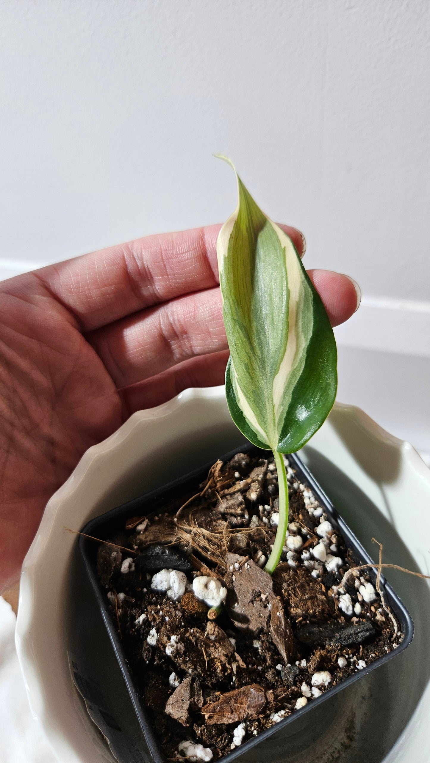 Philodendron Hederaceum Rio (PHI-804)