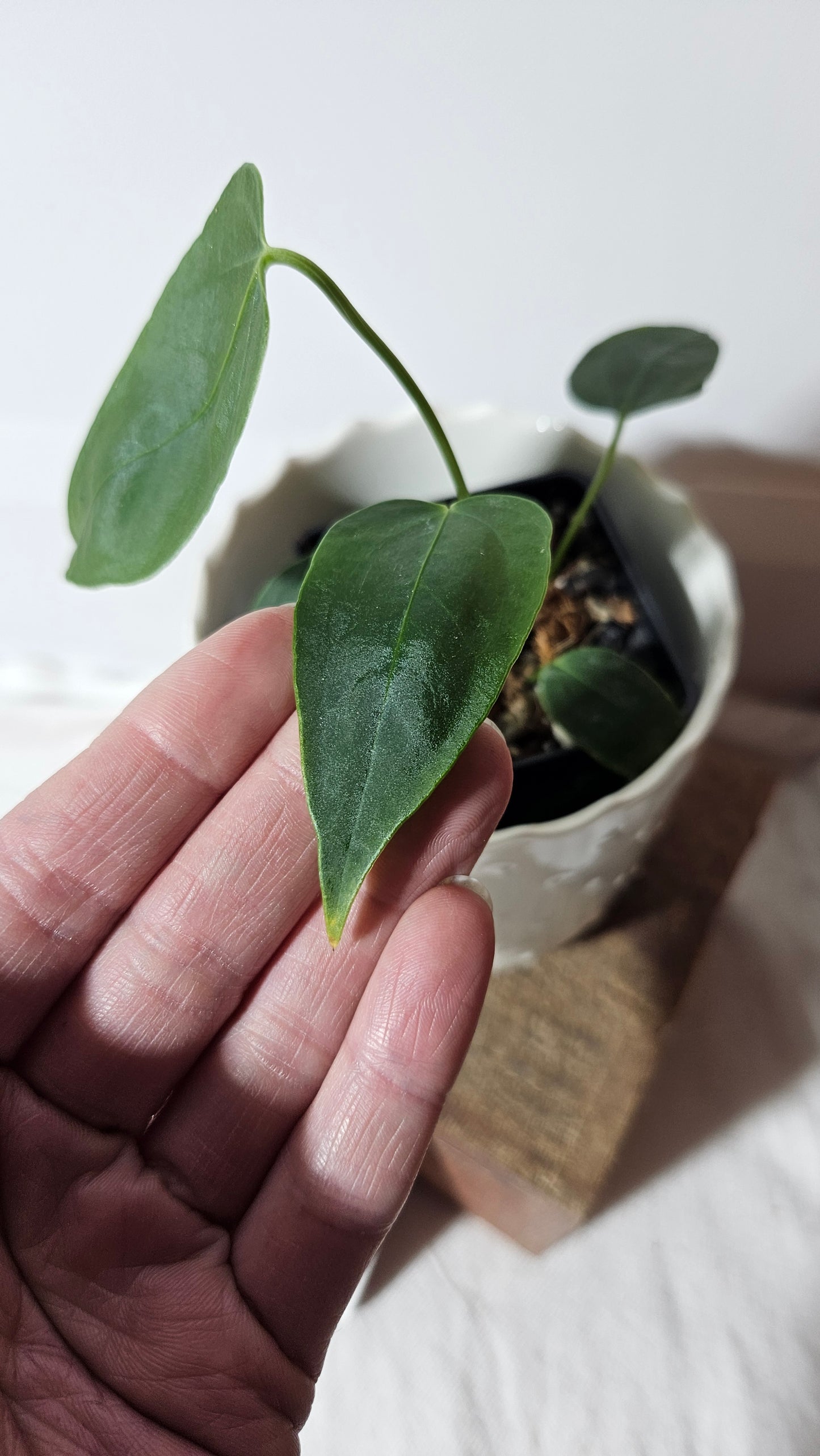 Anthurium Waterburyanum "format PETIT" (ANT-260)