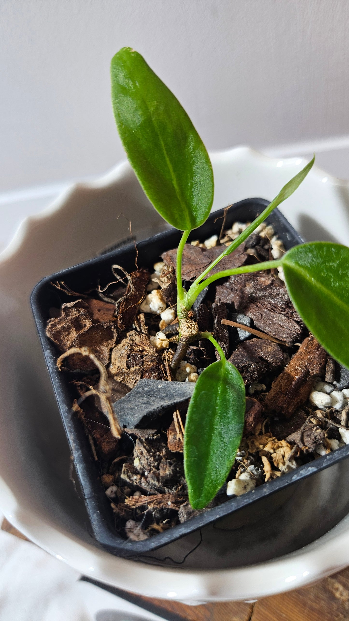 Anthurium Pallidiflorum Narrow "format SEEDLING"(ANT-584)