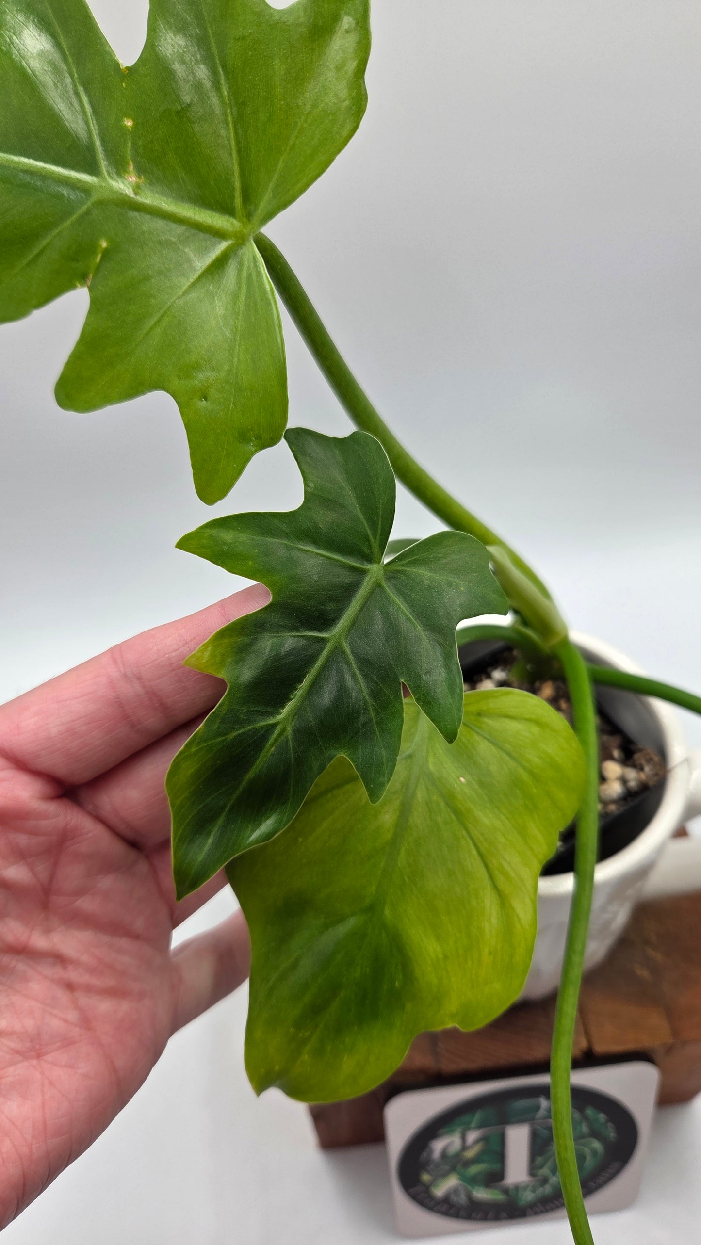 Philodendron Radiatum Variegata (PHI-1019)