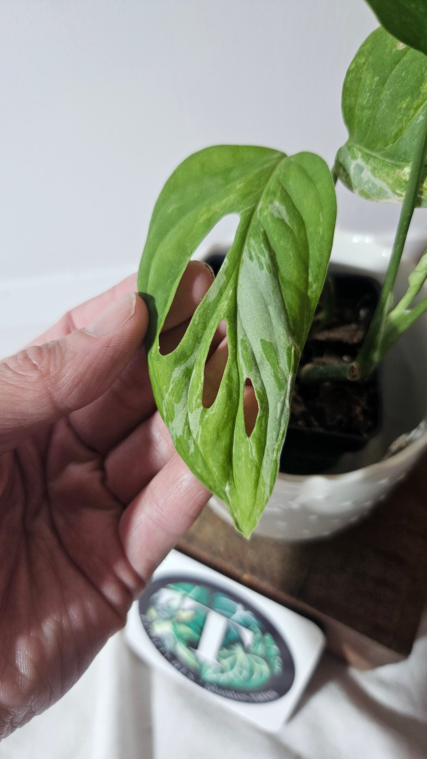 Monstera Andasonii Mint/Indo (MON-379)