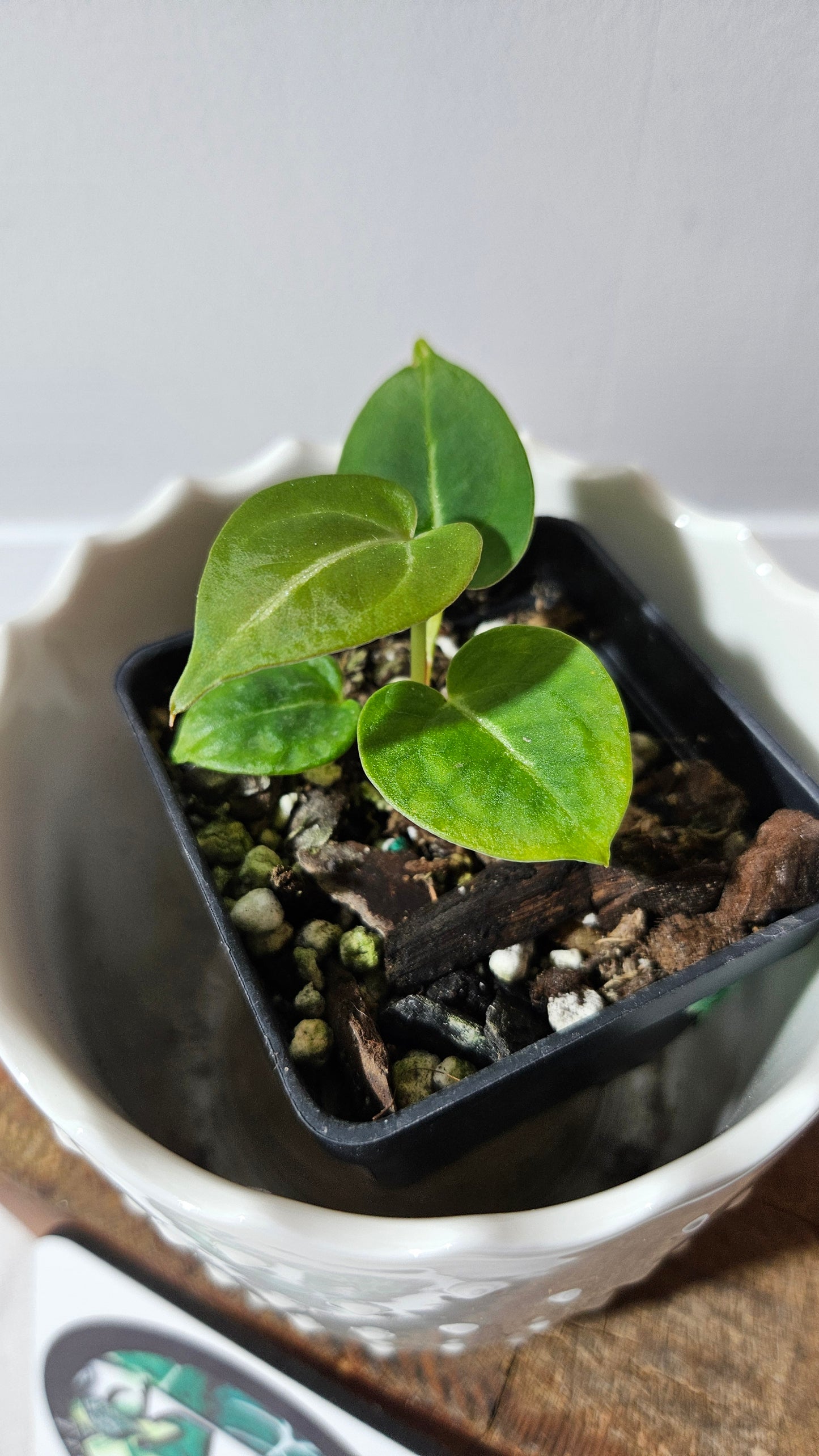 Anthurium Dressleri  Hybrid "format PETIT" (ANT-462)