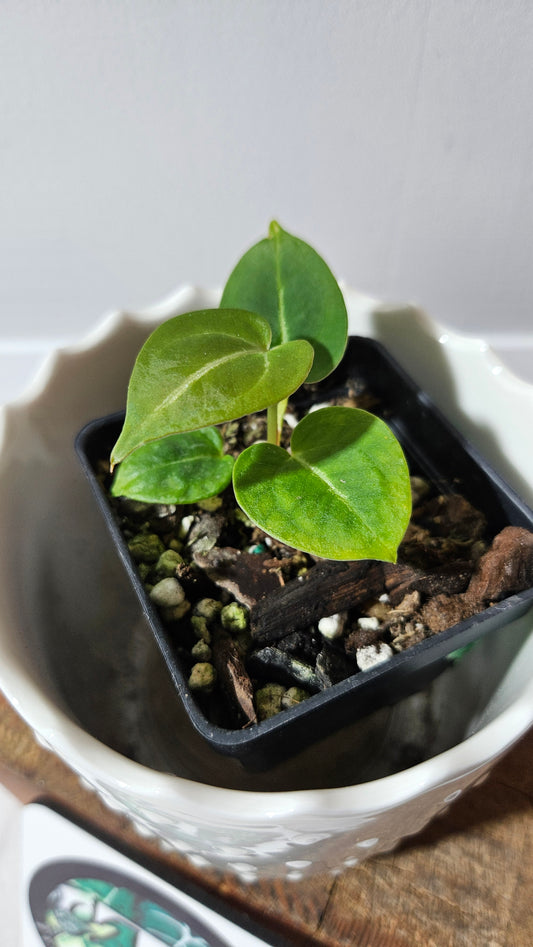 Anthurium Dressleri  Hybrid "format PETIT" (ANT-462)