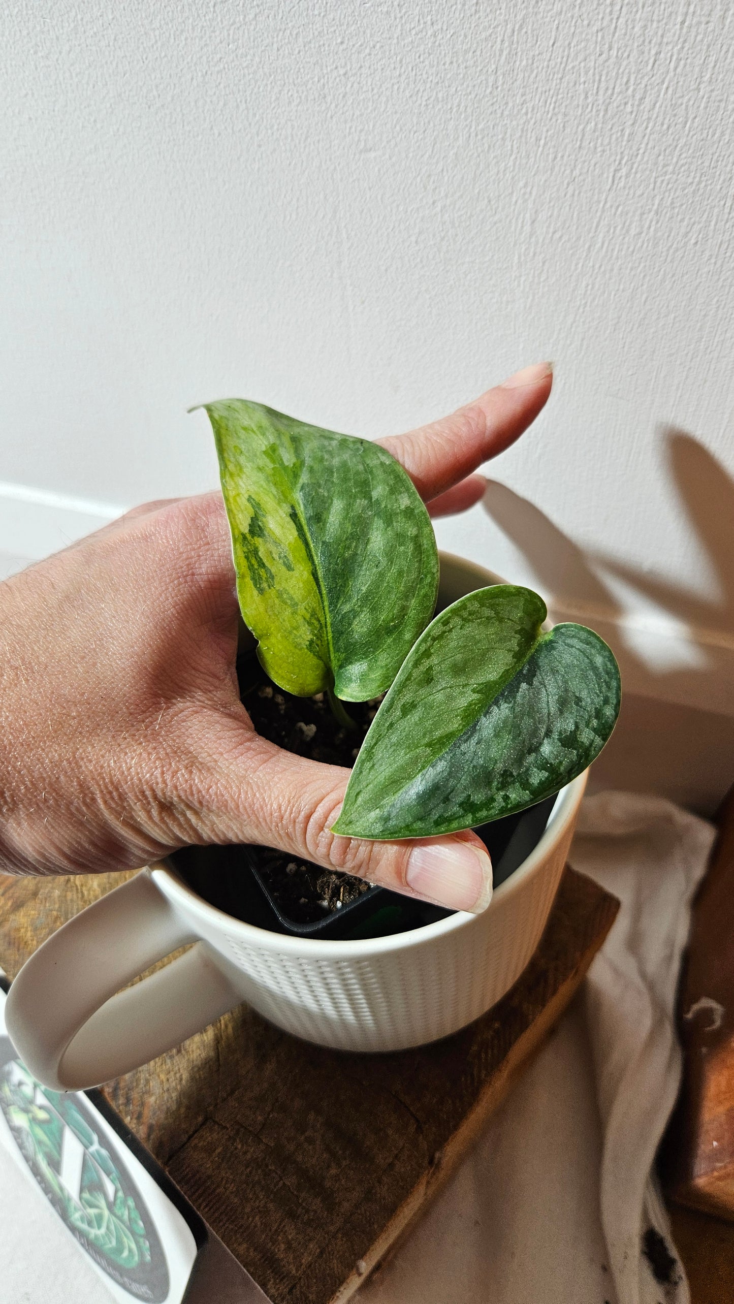 Scindapsus Pajajaran (SCI-1345)